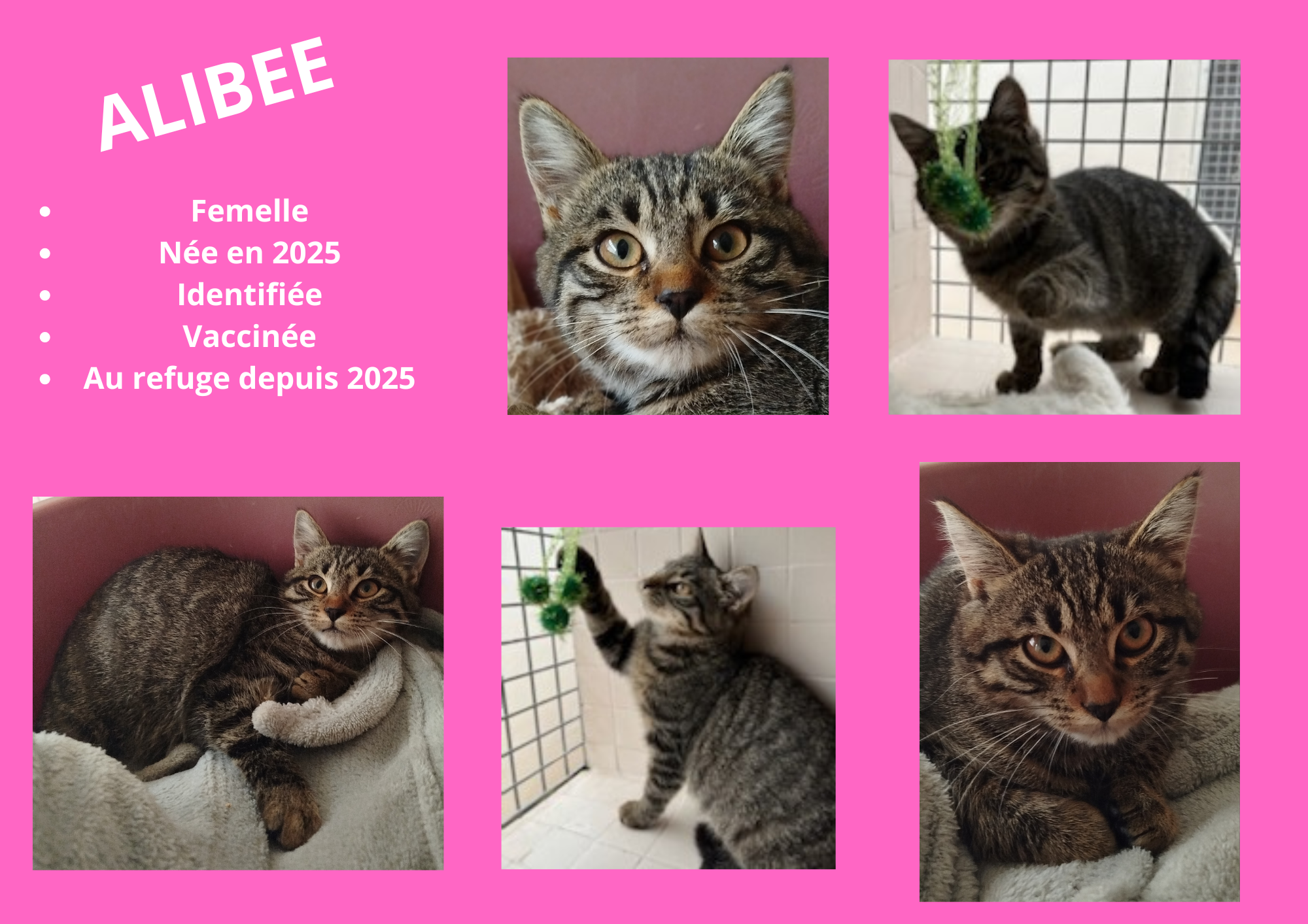 Modele chien male 297 210 mm 30 