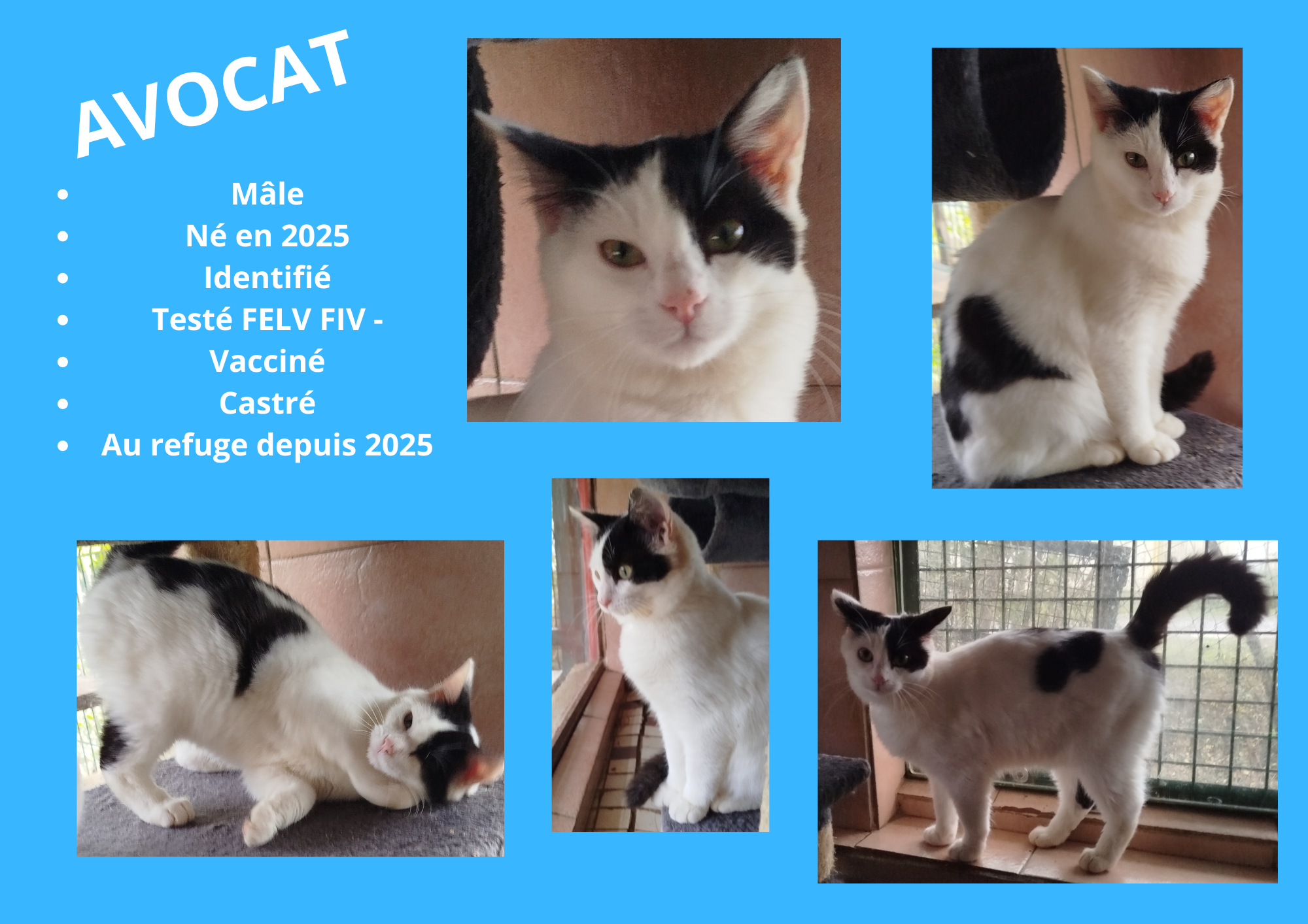 Modele chien male 297 210 mm 