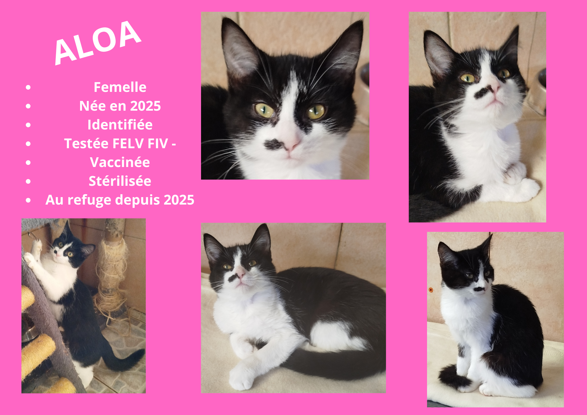 Modele chien male 297 210 mm 6 