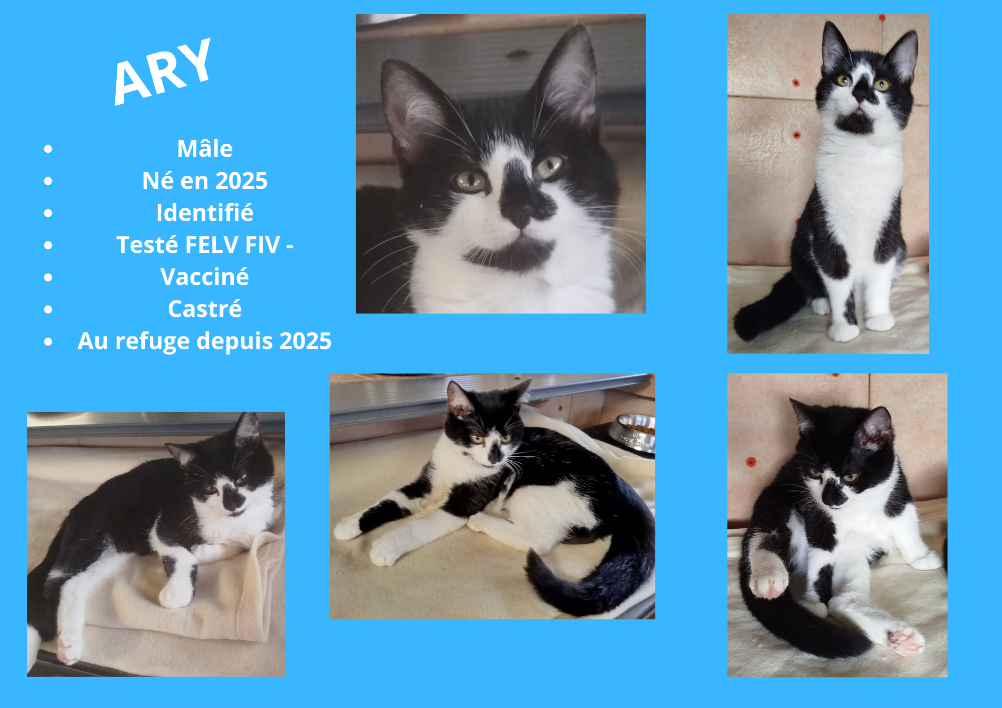 Modele chien male 297 210 mm 39 