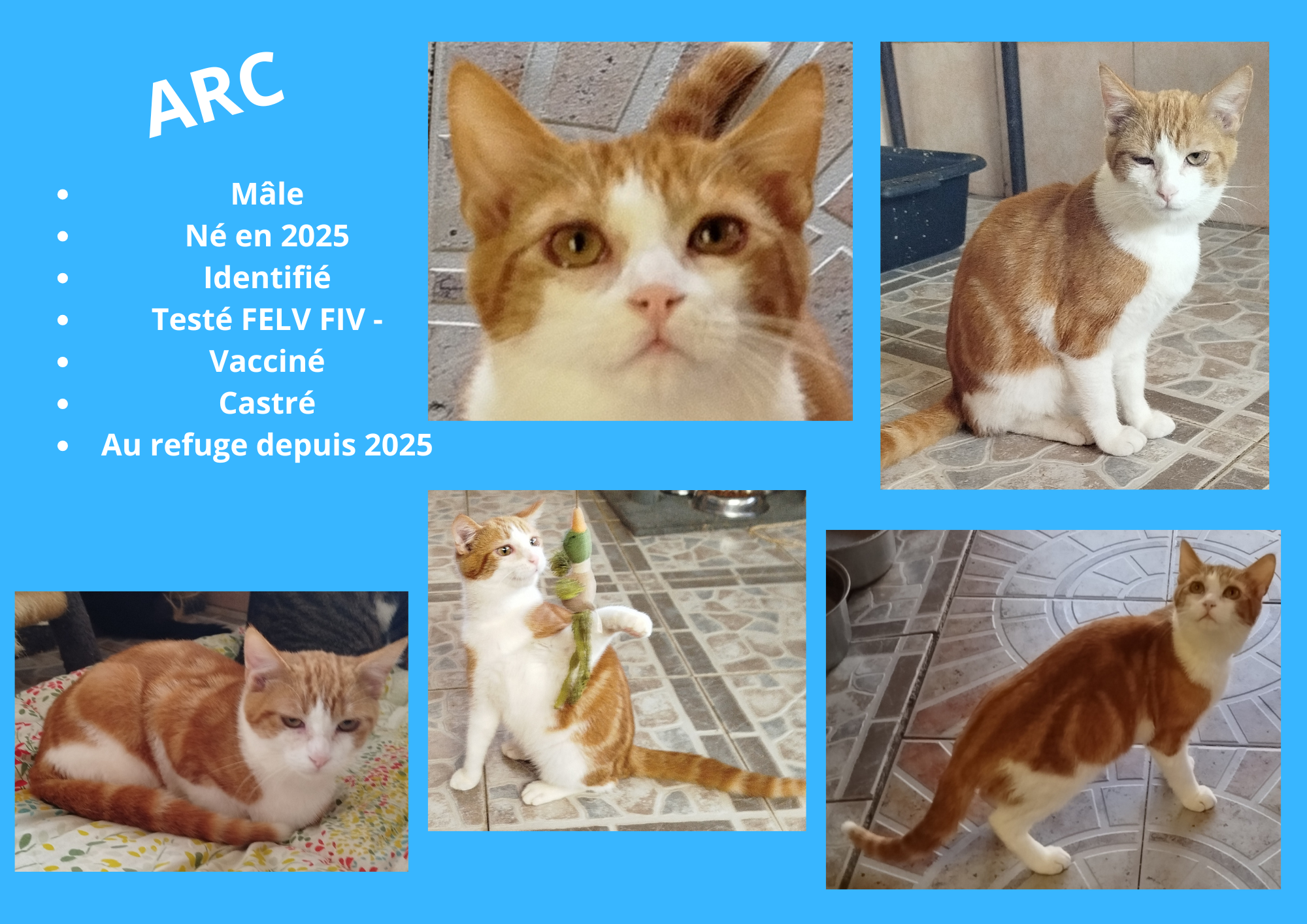 Modele chien male 297 210 mm 9 