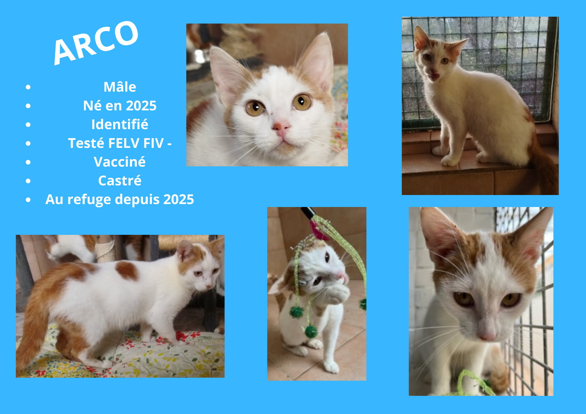 Modele chien male 297 210 mm 18 