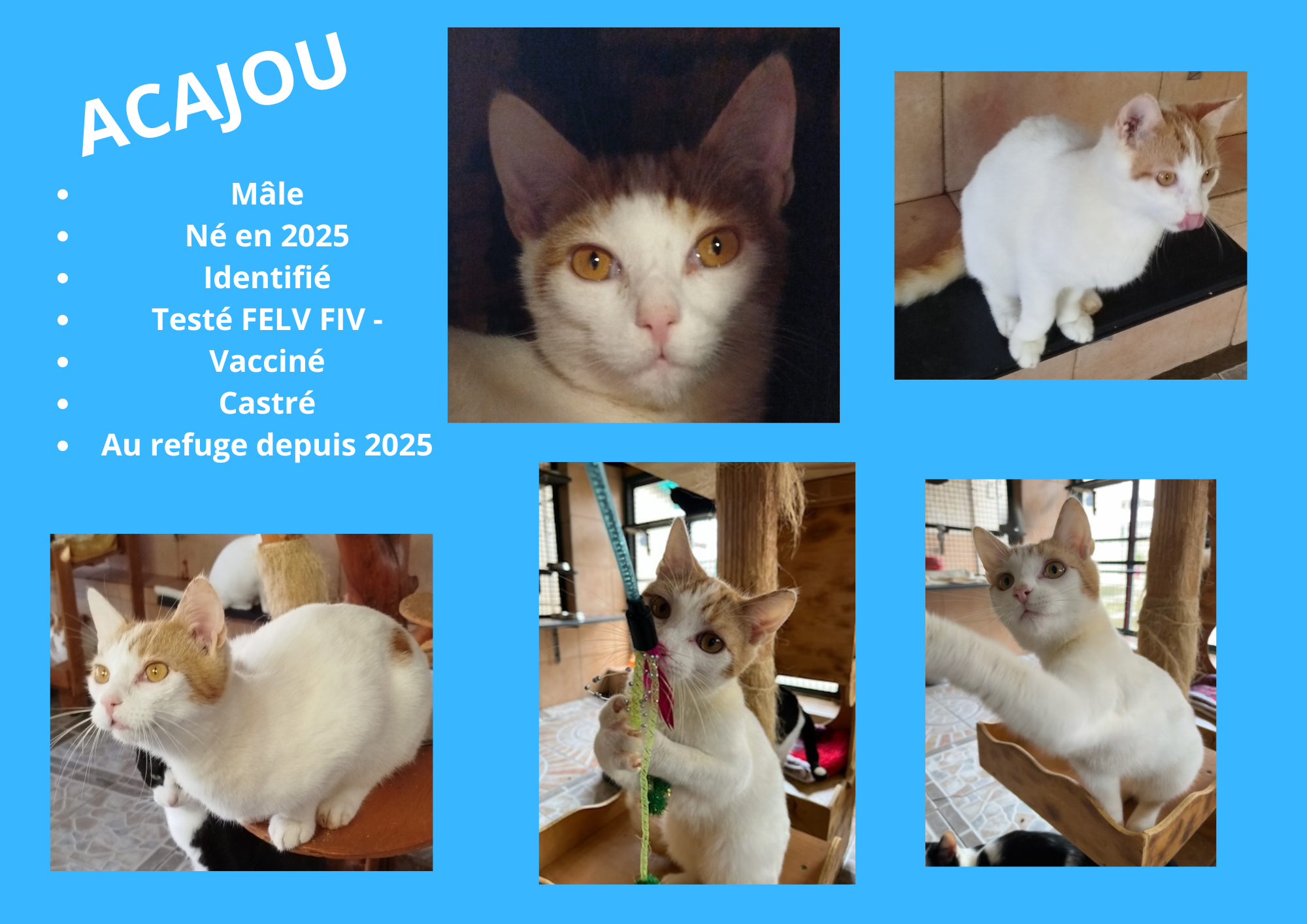 Modele chien male 297 210 mm 11 