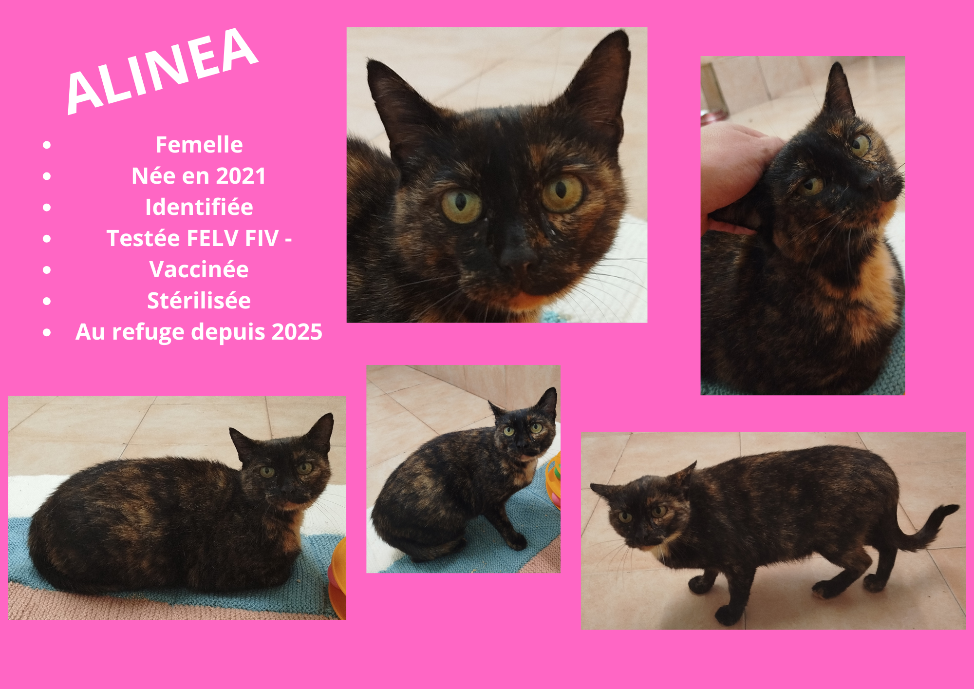 Modele chien male 297 210 mm 41 