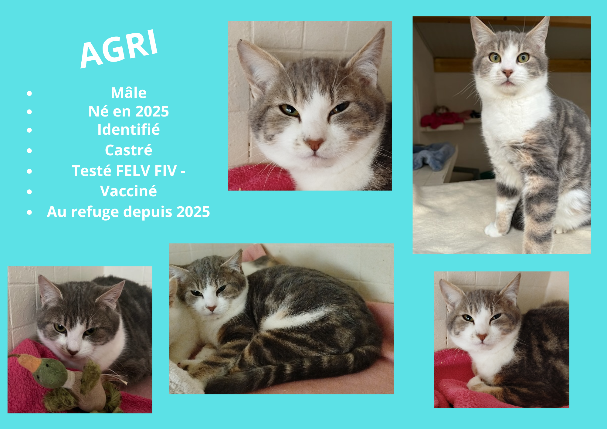  modele chat male 297 210 mm 1 