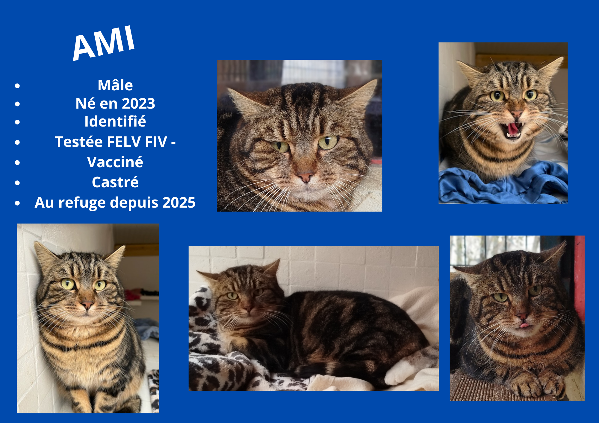  modele chat male 297 210 mm 2 