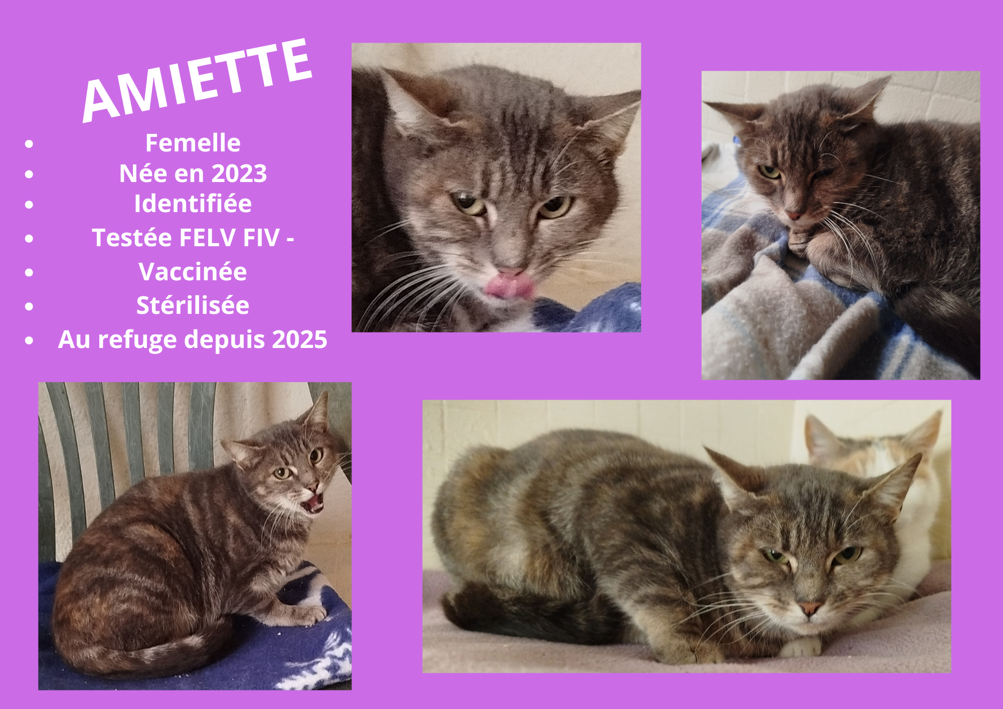  modele chat male 297 210 mm 1 