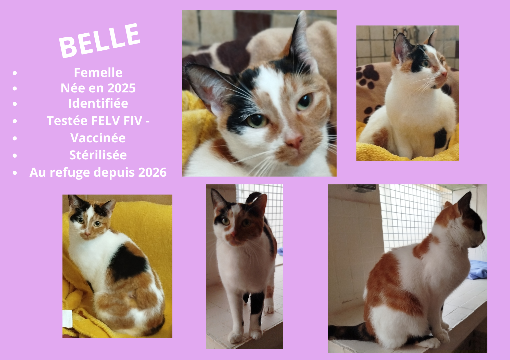  modele chat male 297 210 mm 