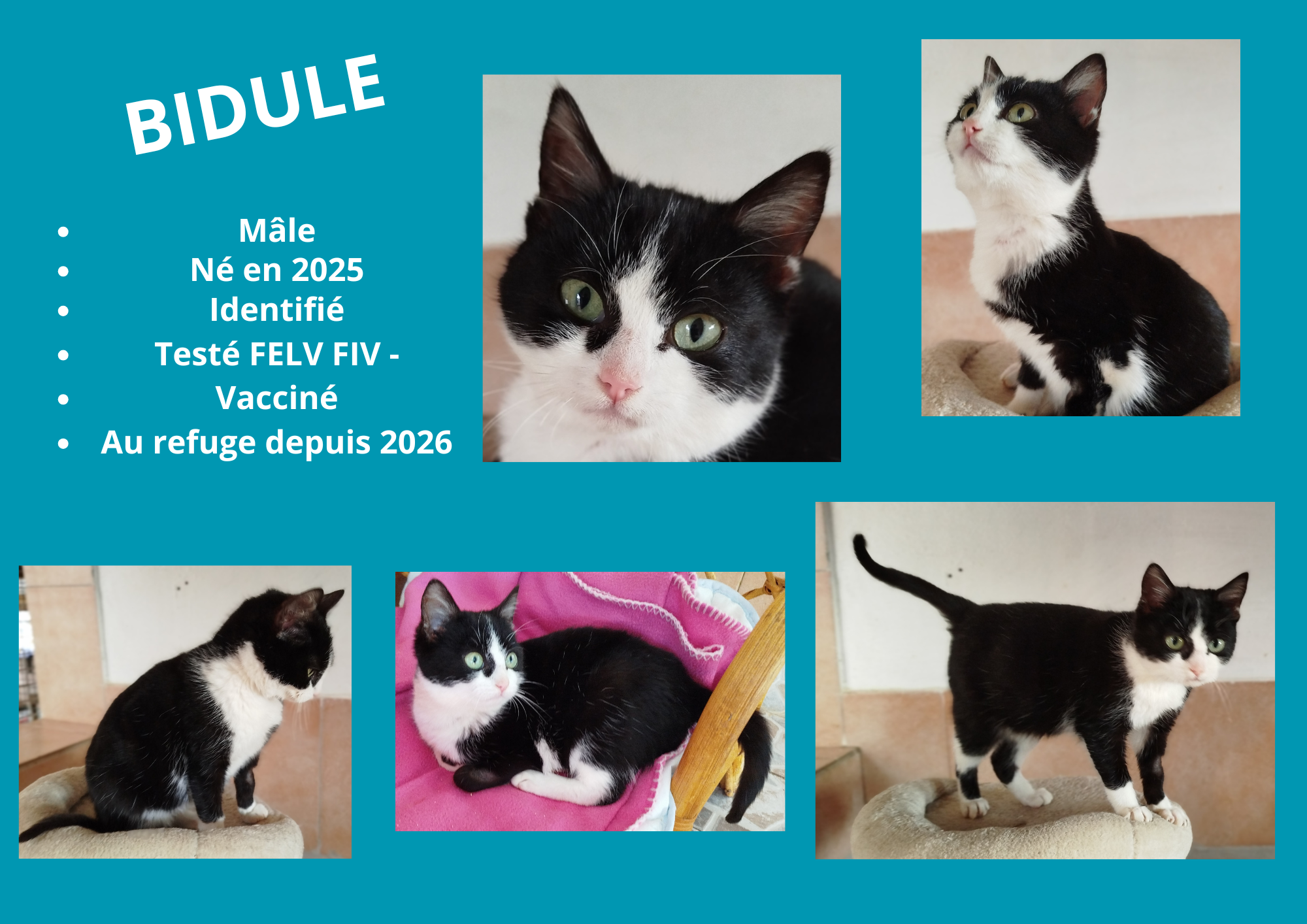  modele chat male 297 210 mm 2 