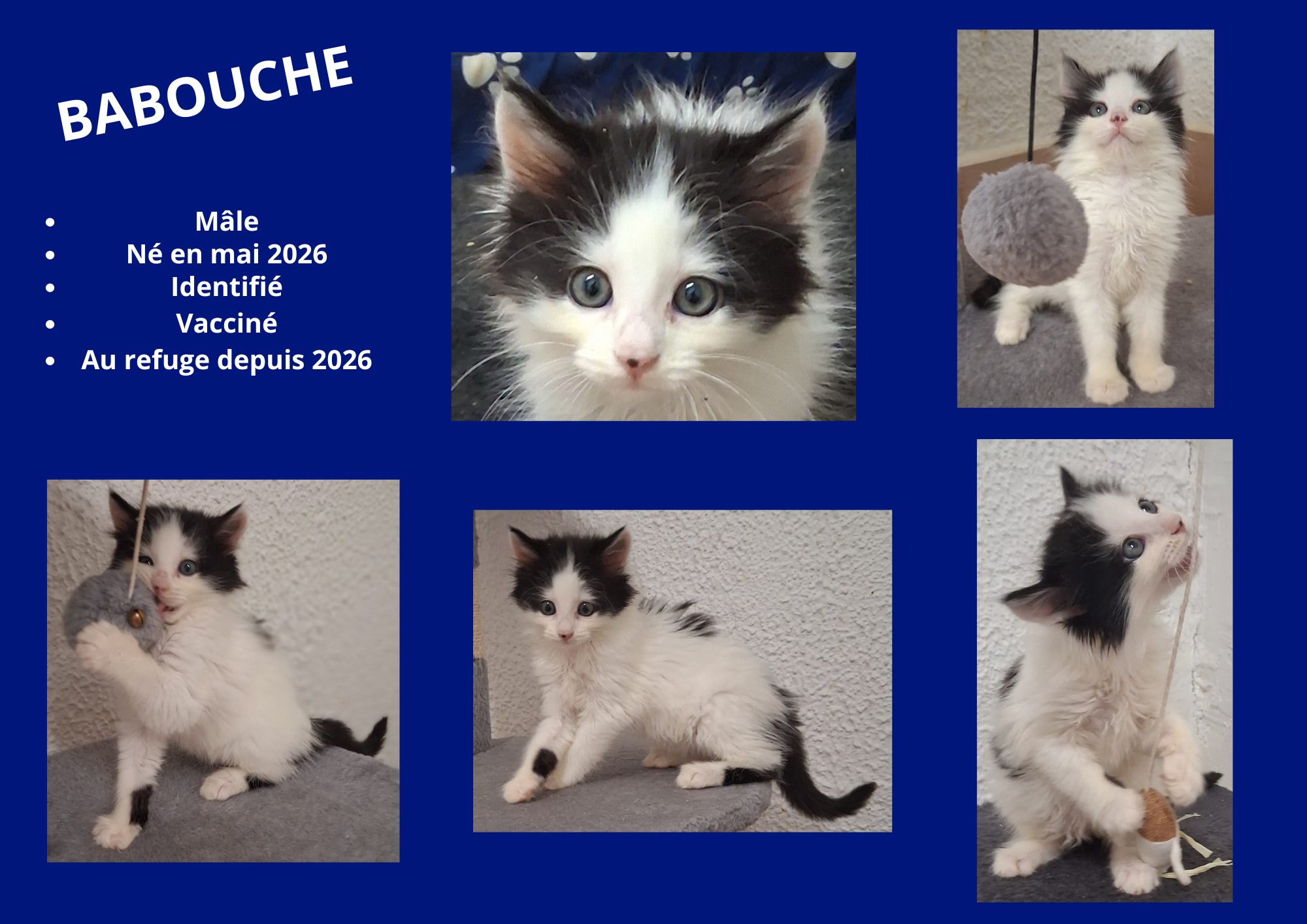  modele chat male 297 210 mm 17 
