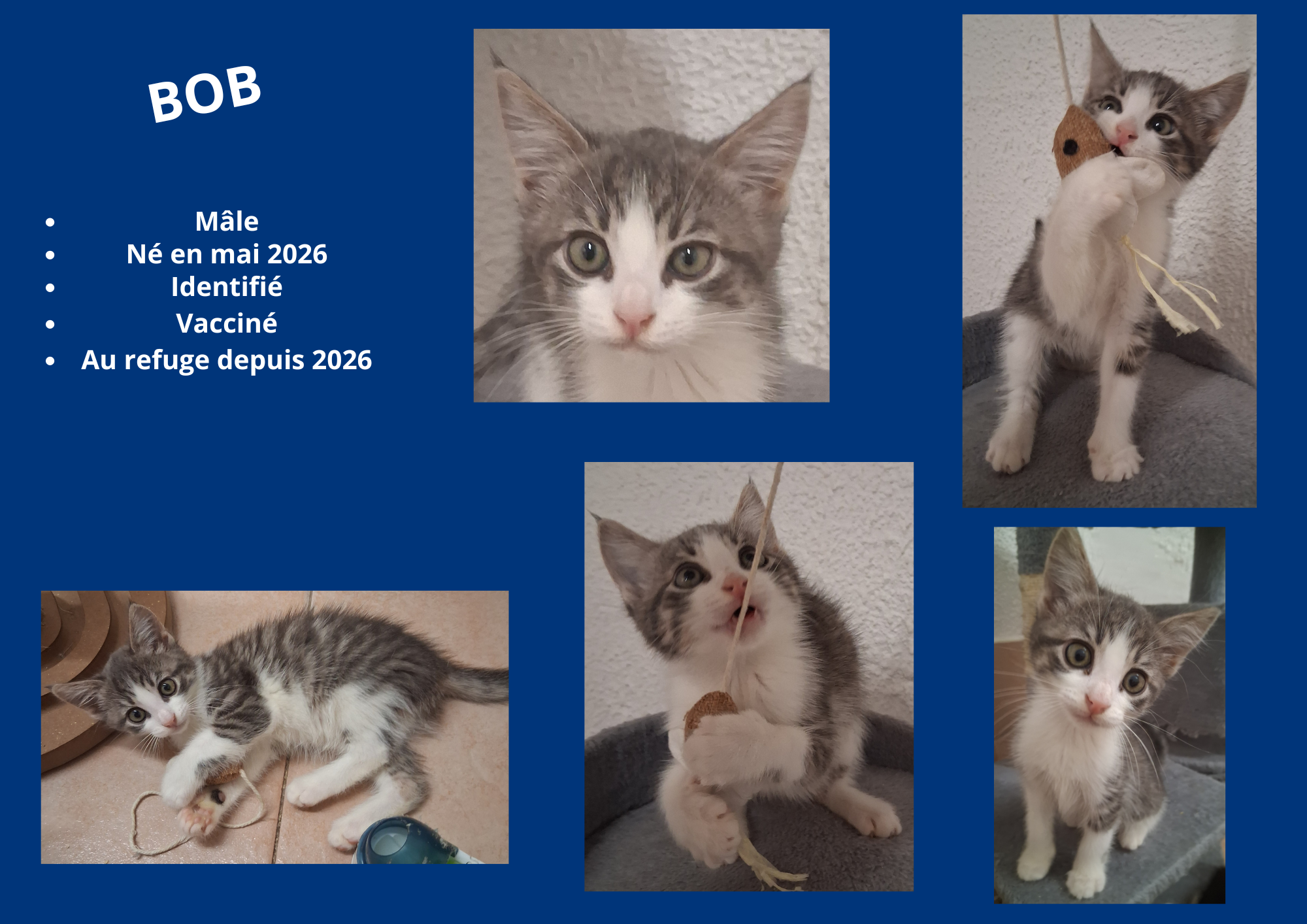  modele chat male 297 210 mm 19 