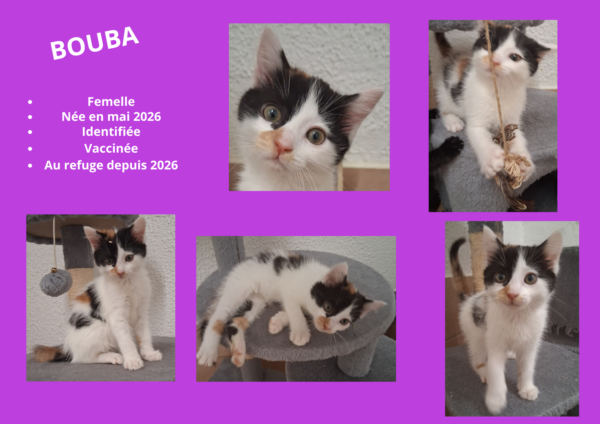  modele chat male 297 210 mm 27 