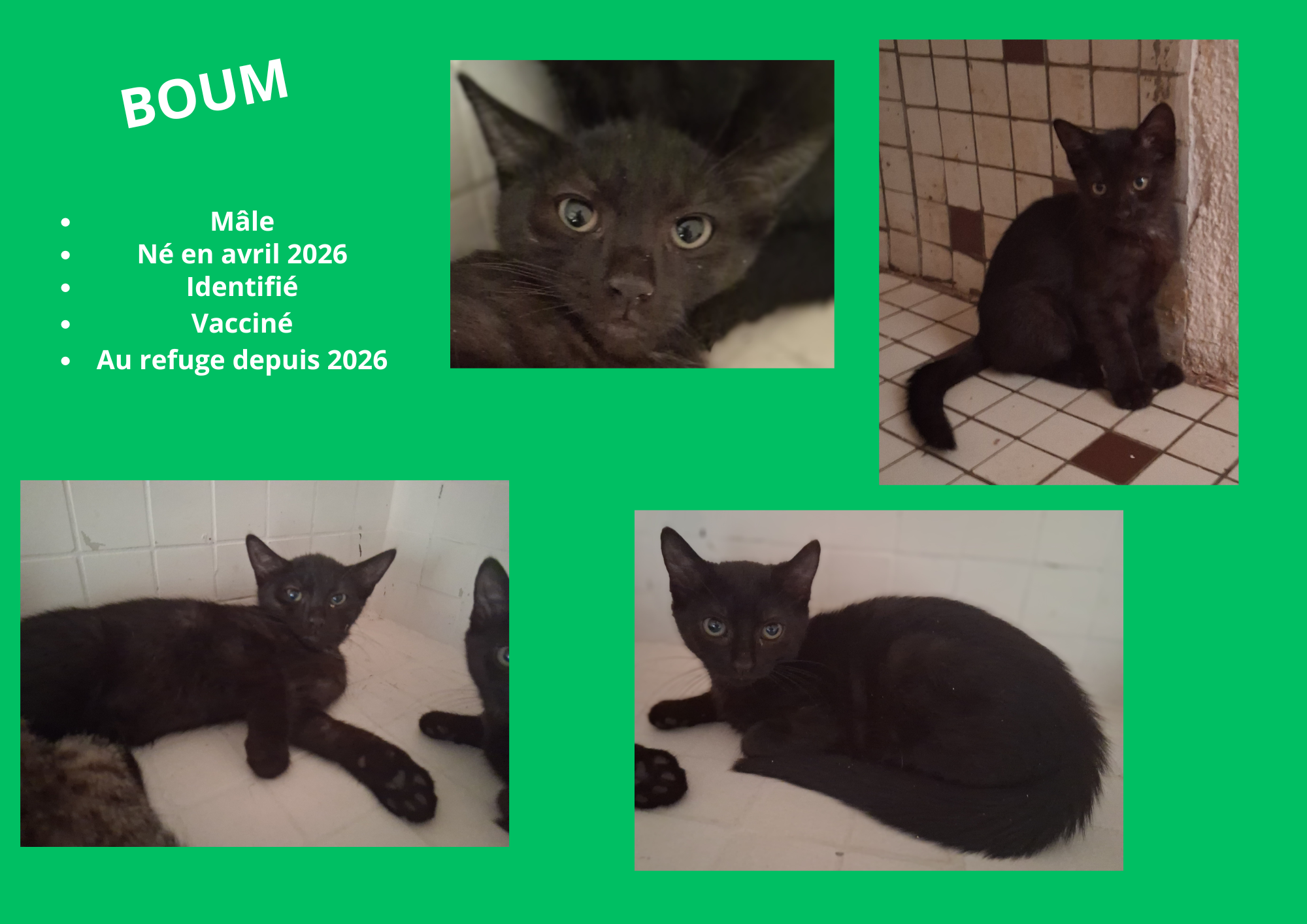  modele chat male 297 210 mm 34 