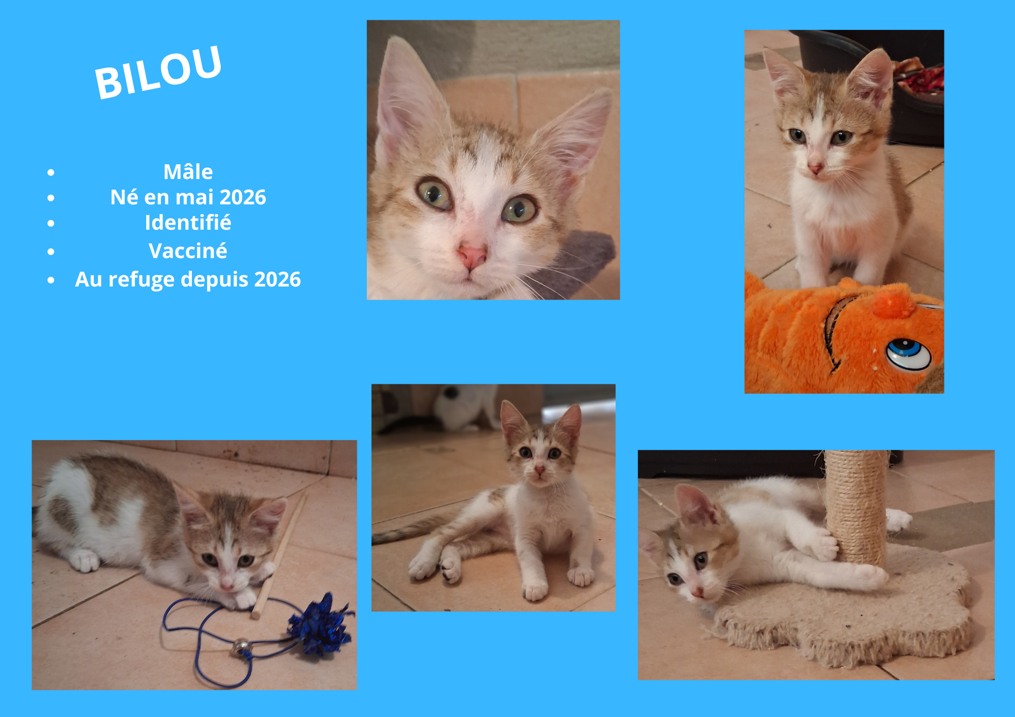  modele chat male 297 210 mm 30 