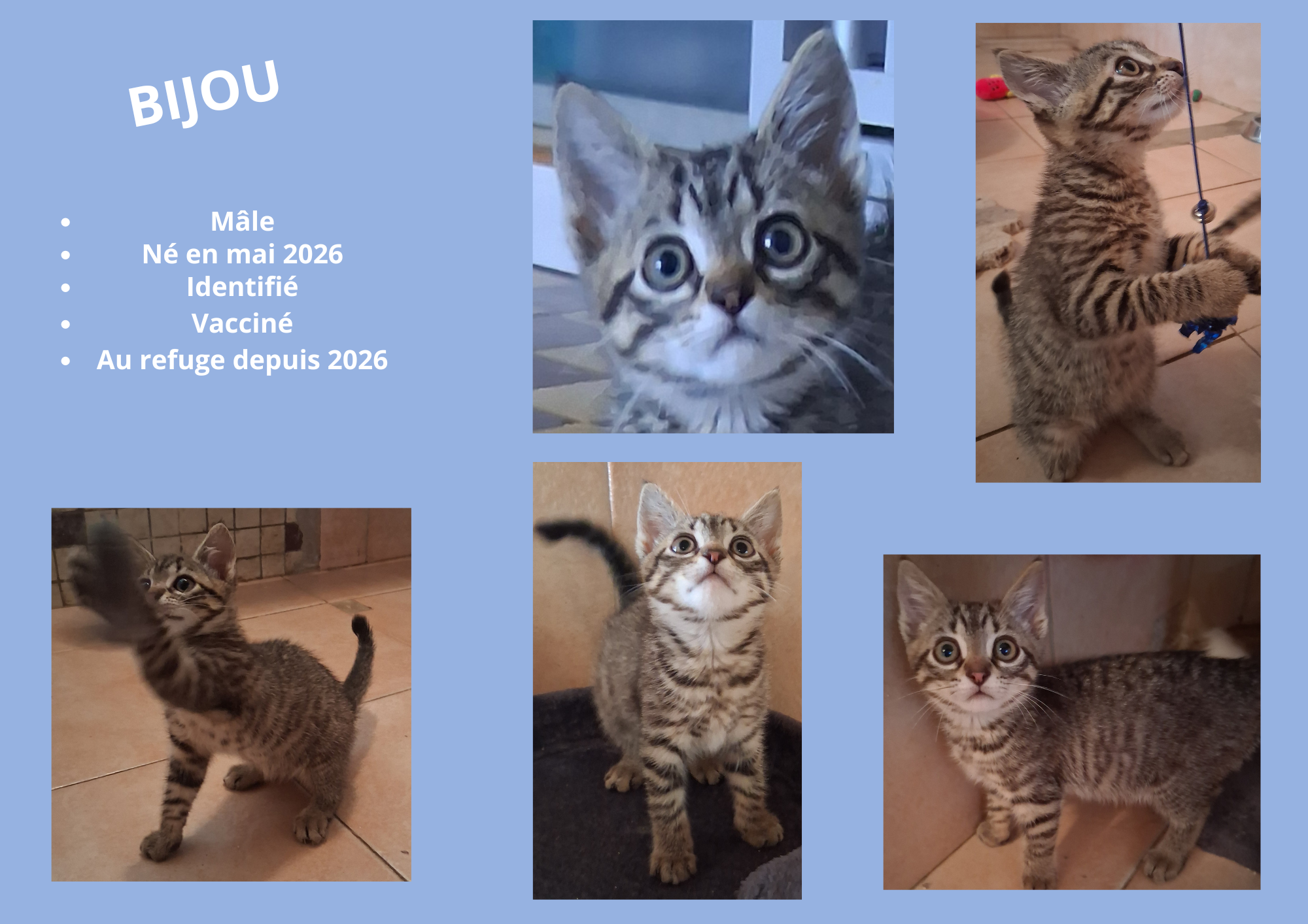  modele chat male 297 210 mm 31 