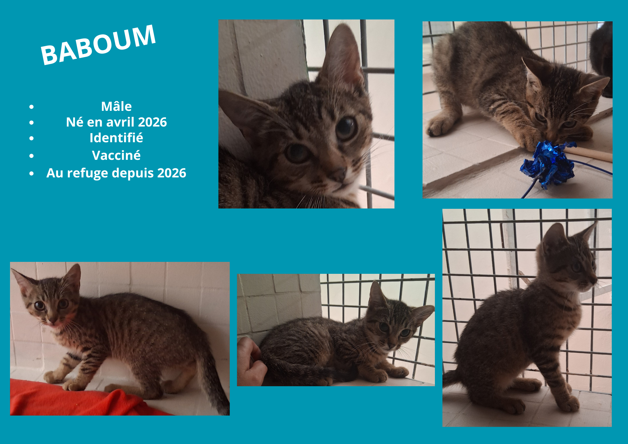  modele chat male 297 210 mm 33 