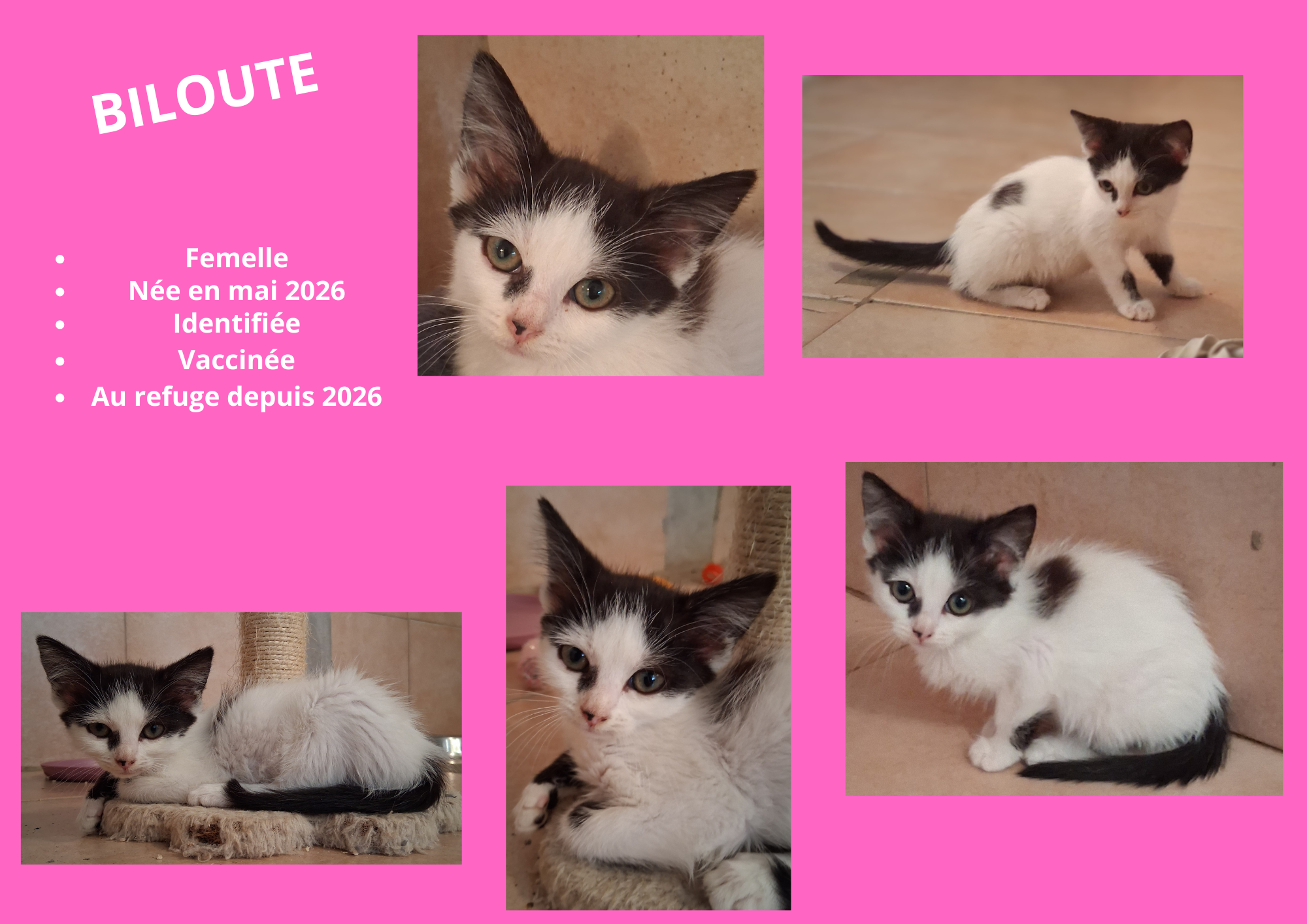  modele chat male 297 210 mm 29 bbbbbbbb