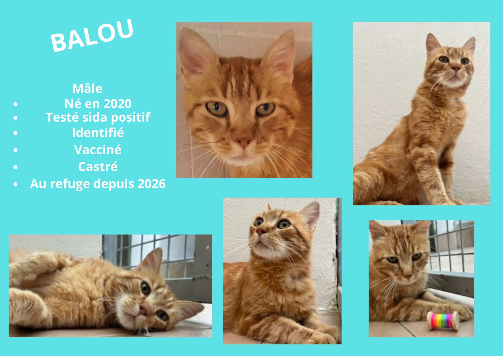  modele chat male 297 210 mm 1 