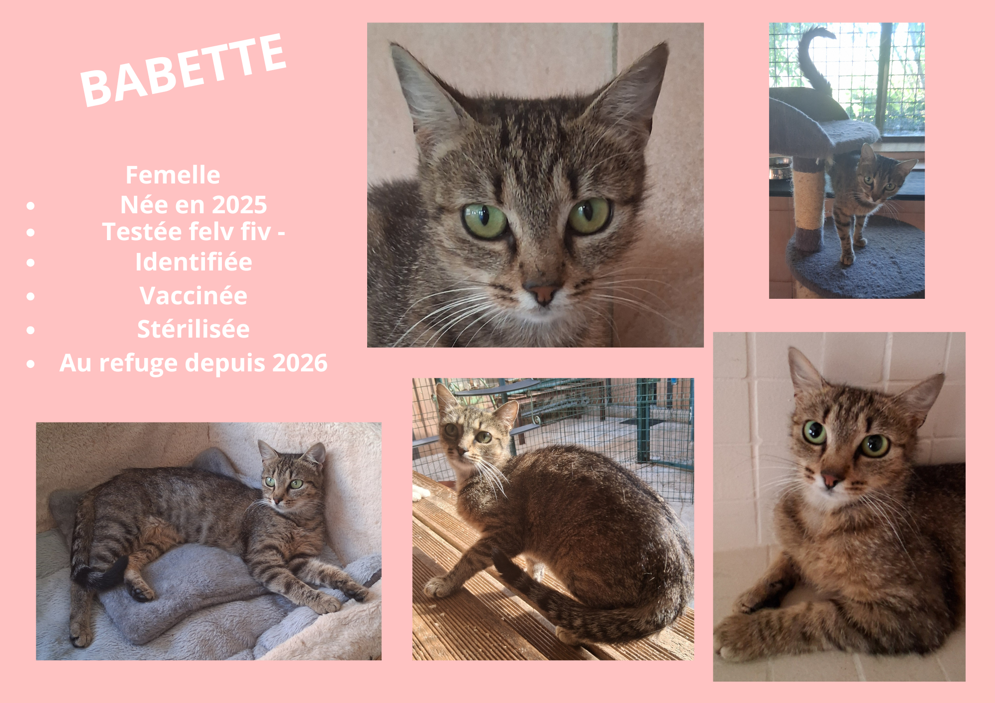  modele chat male 297 210 mm 2 