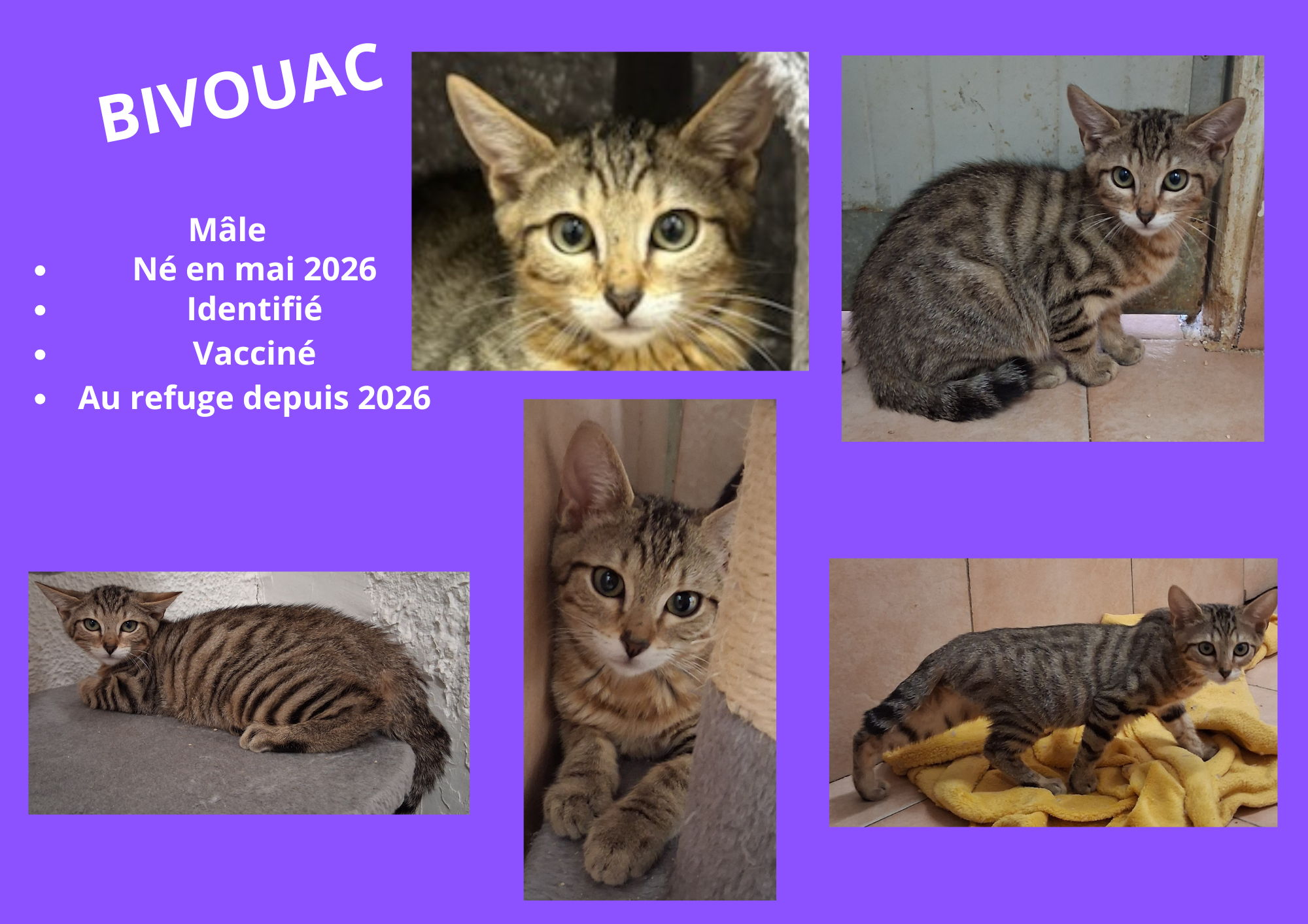  modele chat male 297 210 mm 5 
