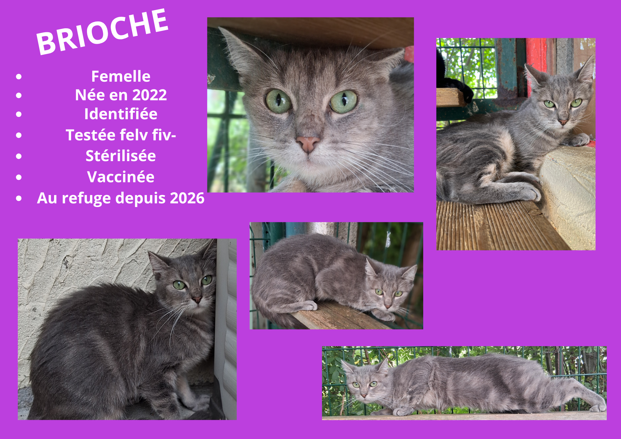  modele chat male 297 210 mm 5 