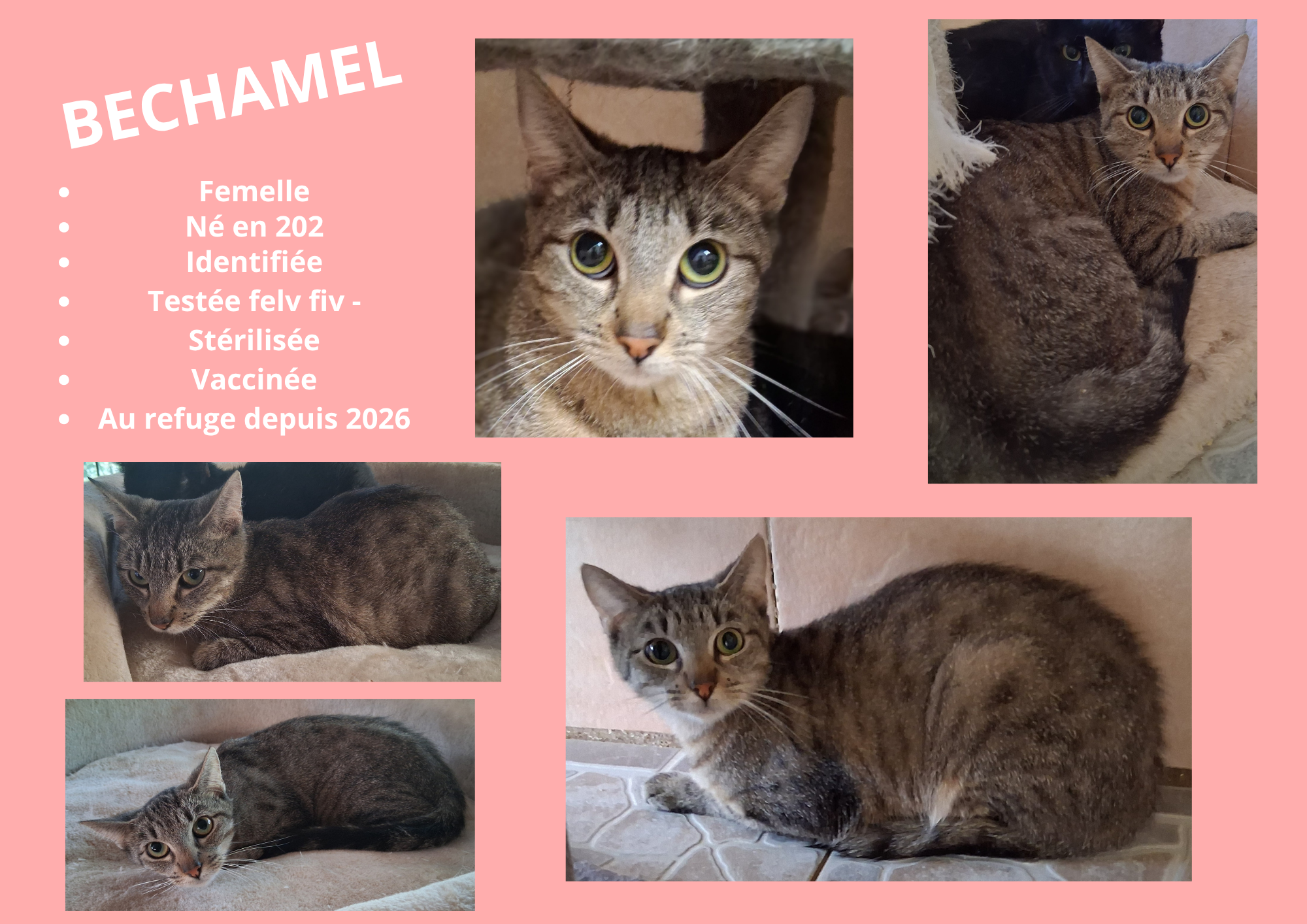  modele chat male 297 210 mm 40 