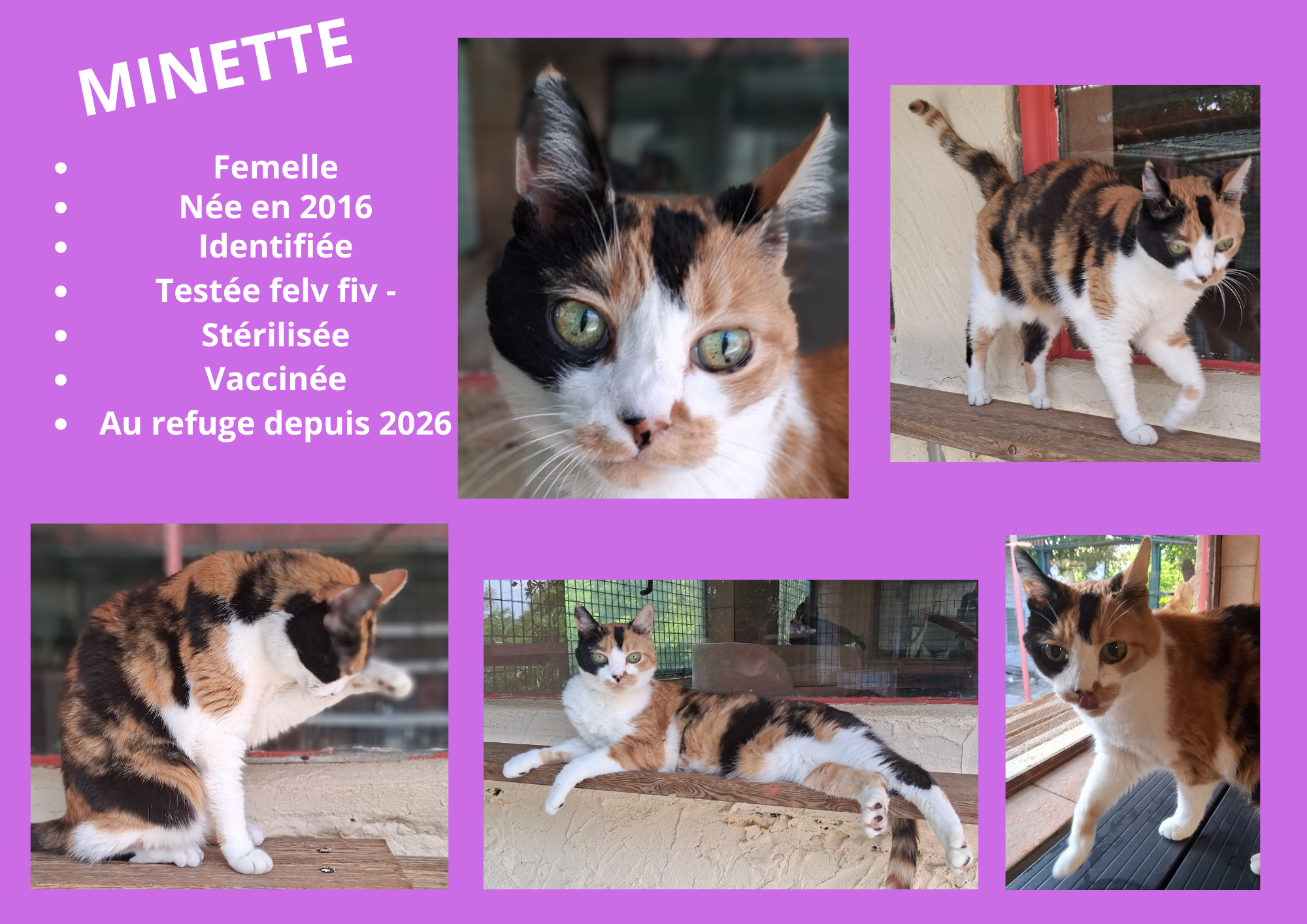  modele chat male 297 210 mm 1 