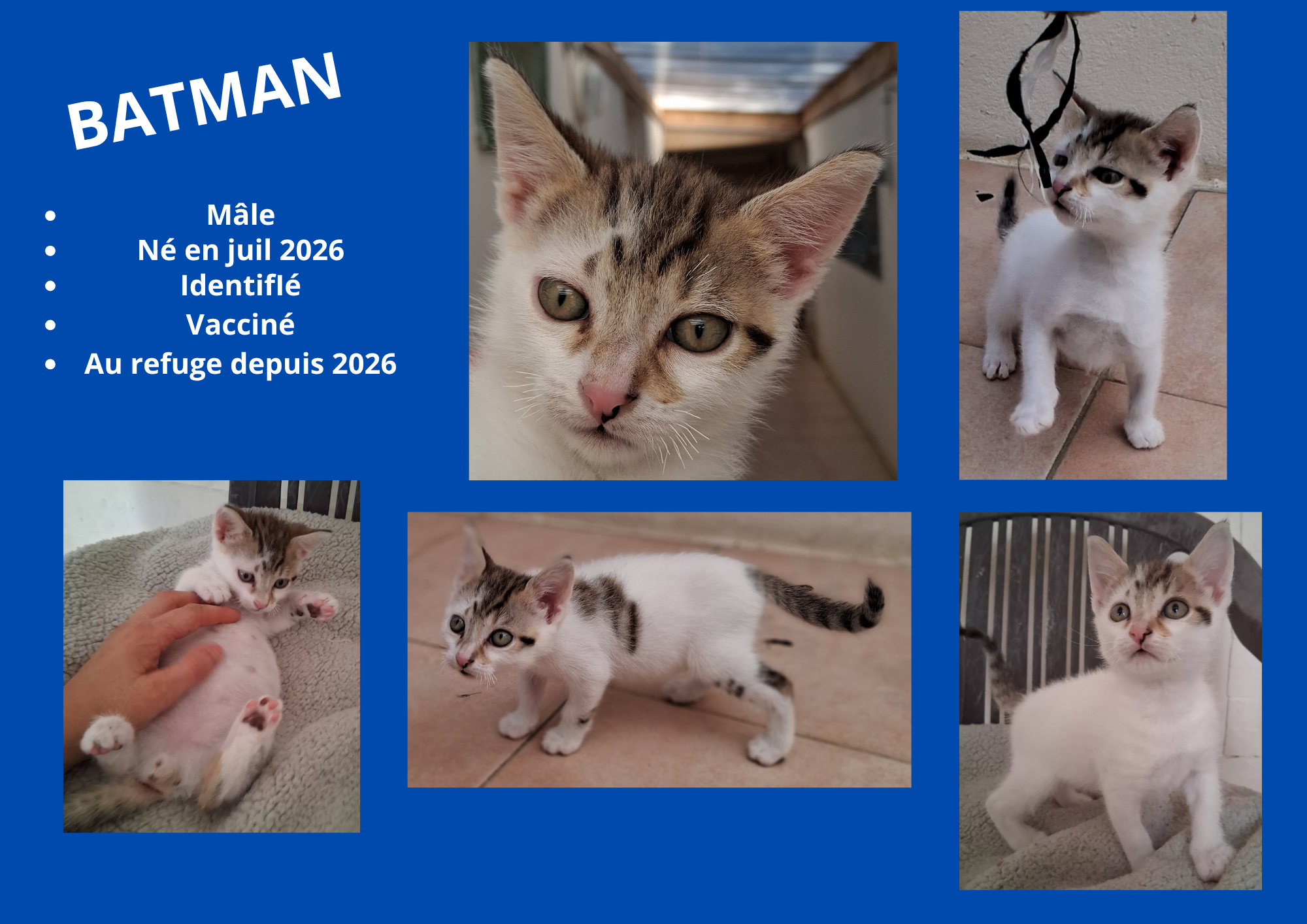  modele chat male 297 210 mm 1 