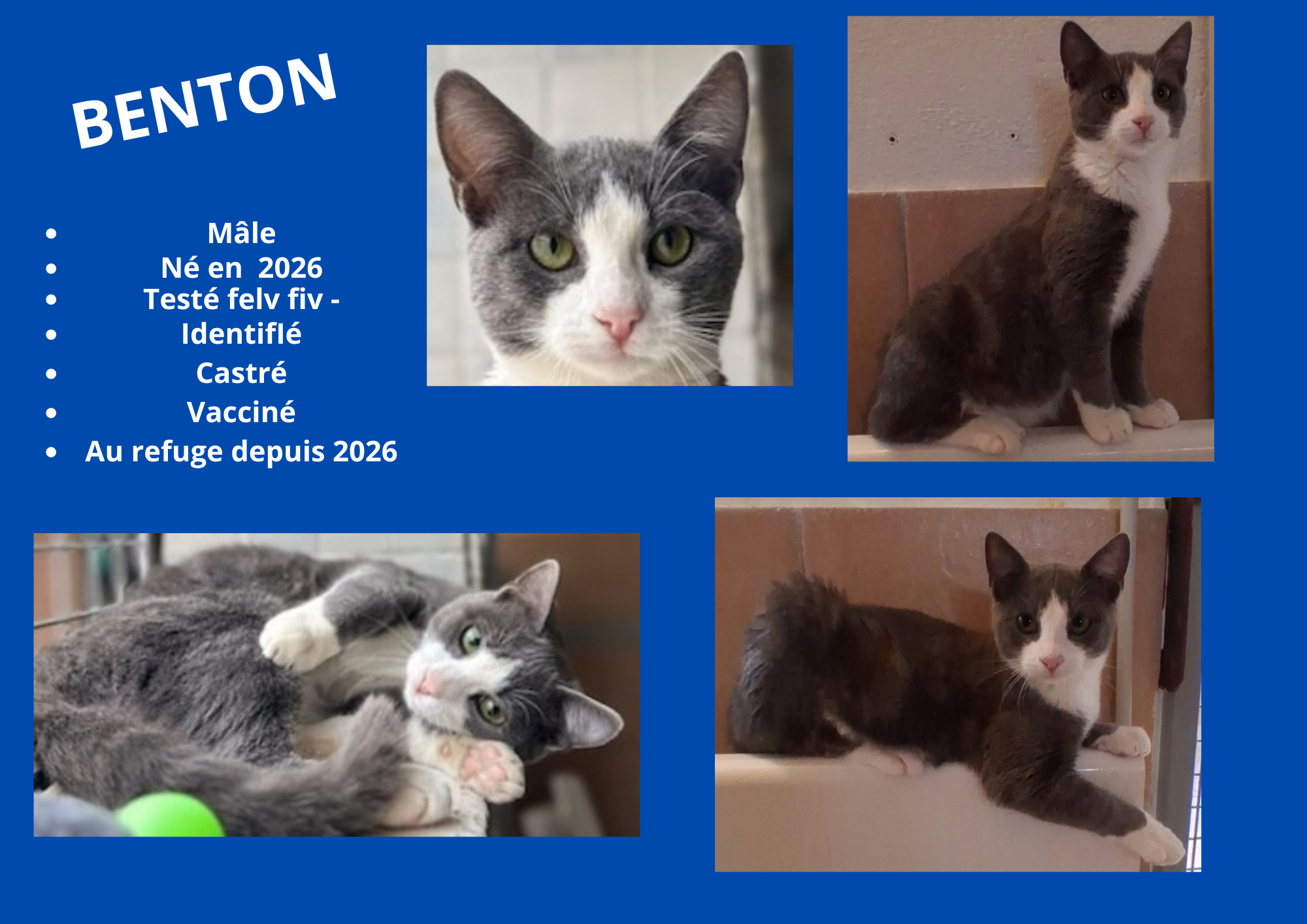  modele chat male 297 210 mm 55 