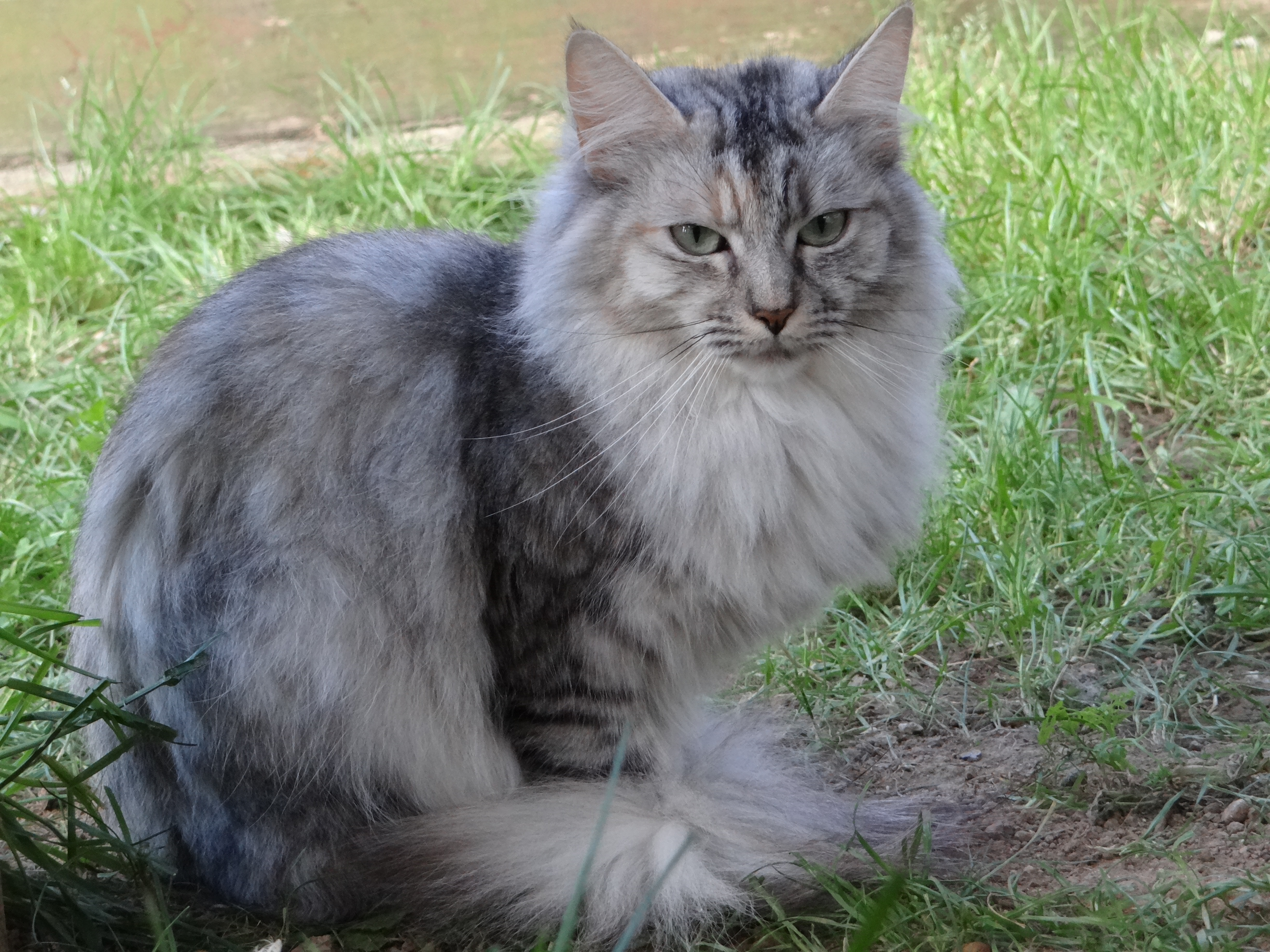 Dsc04268