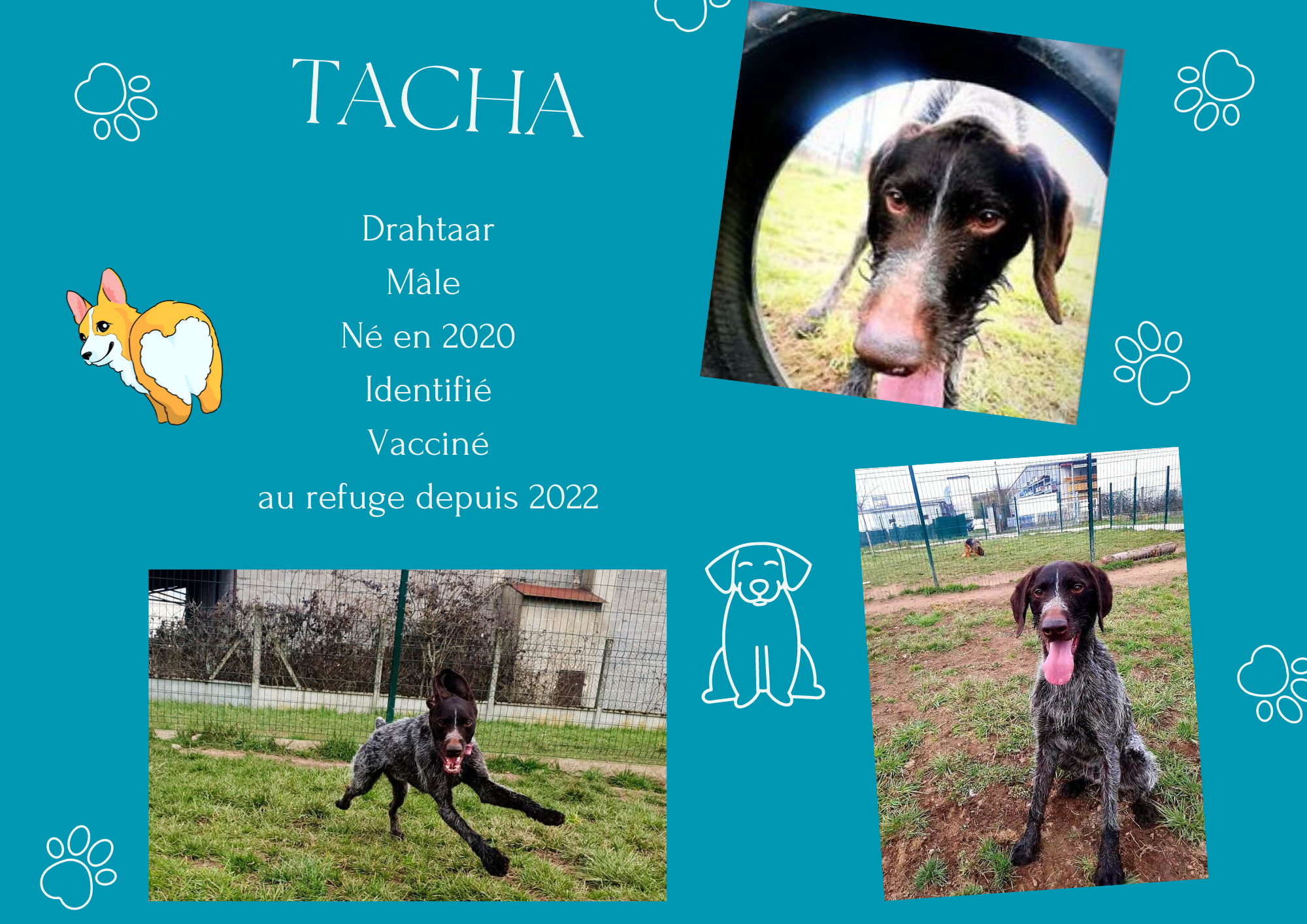 Tacha