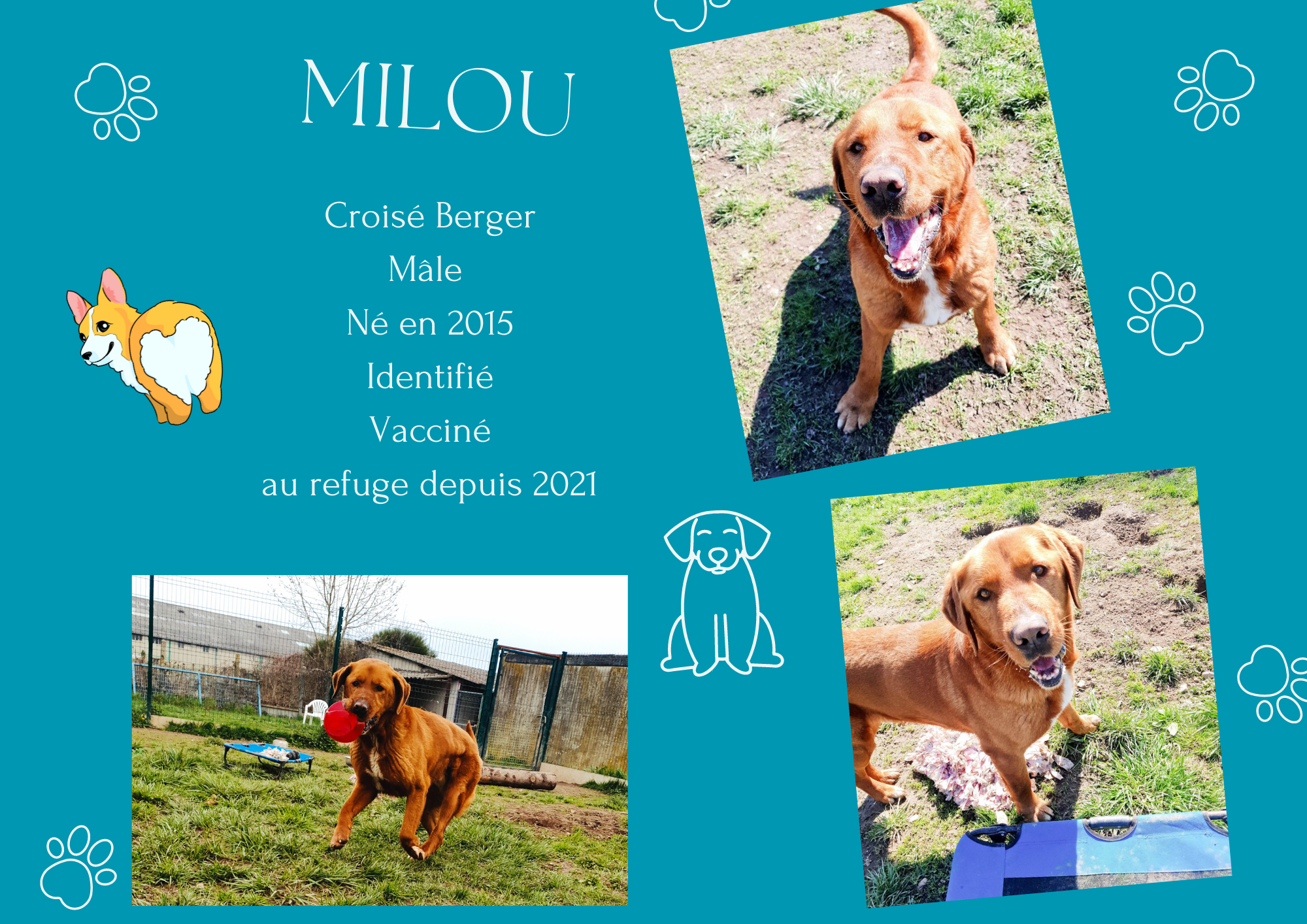 Milou