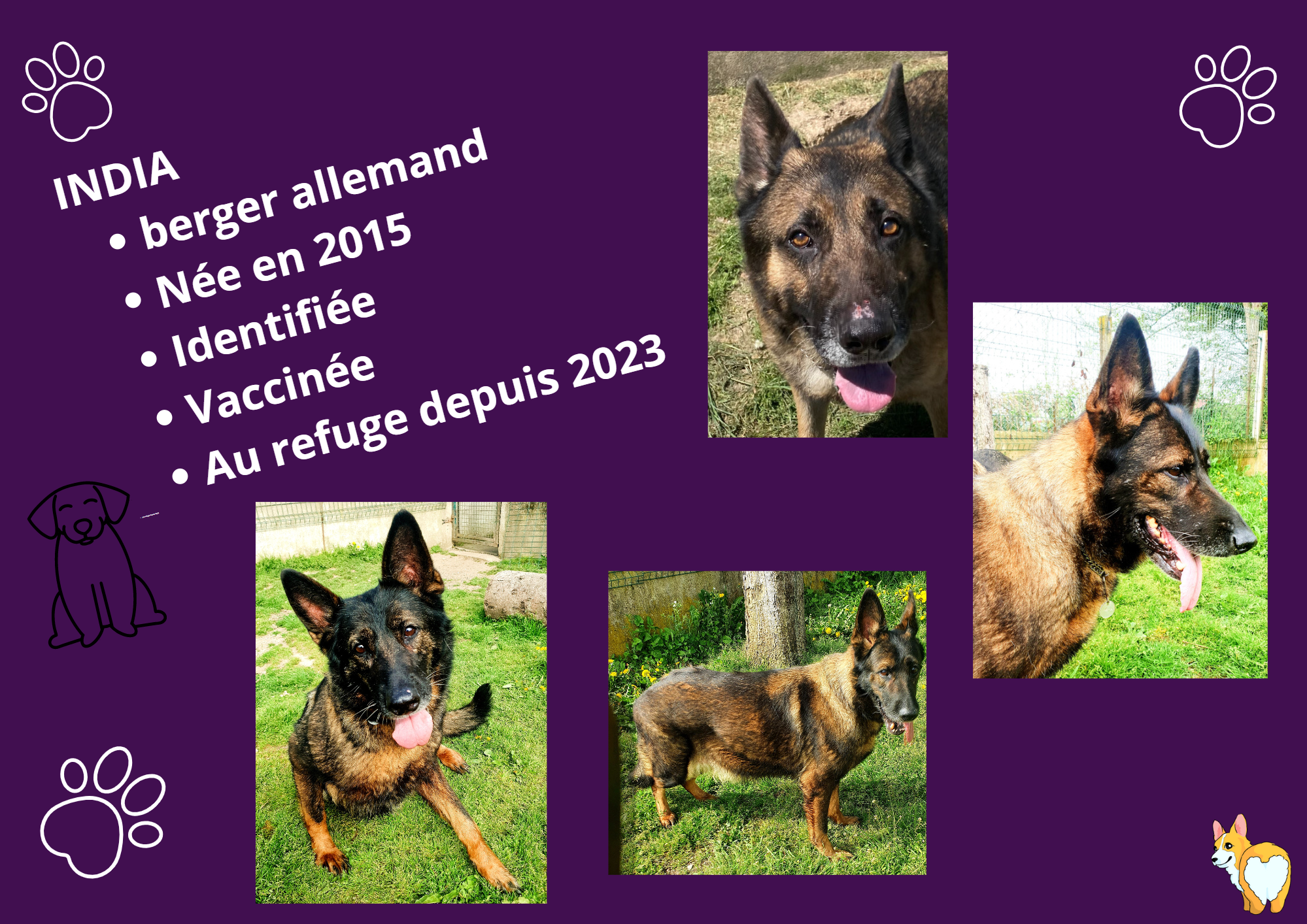 Modele chien femelle 297 210 mm 210 297 mm 297 210 mm 