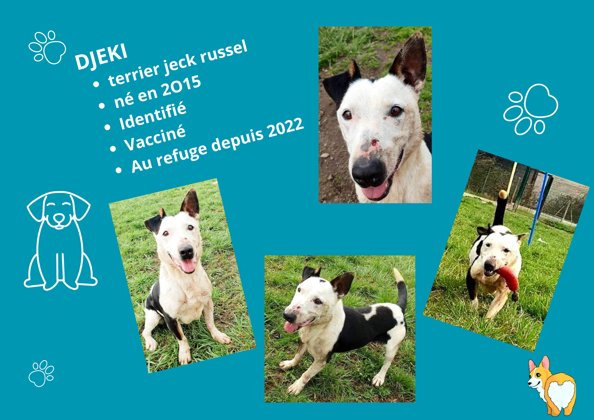 Modele chien male 297 210 mm 