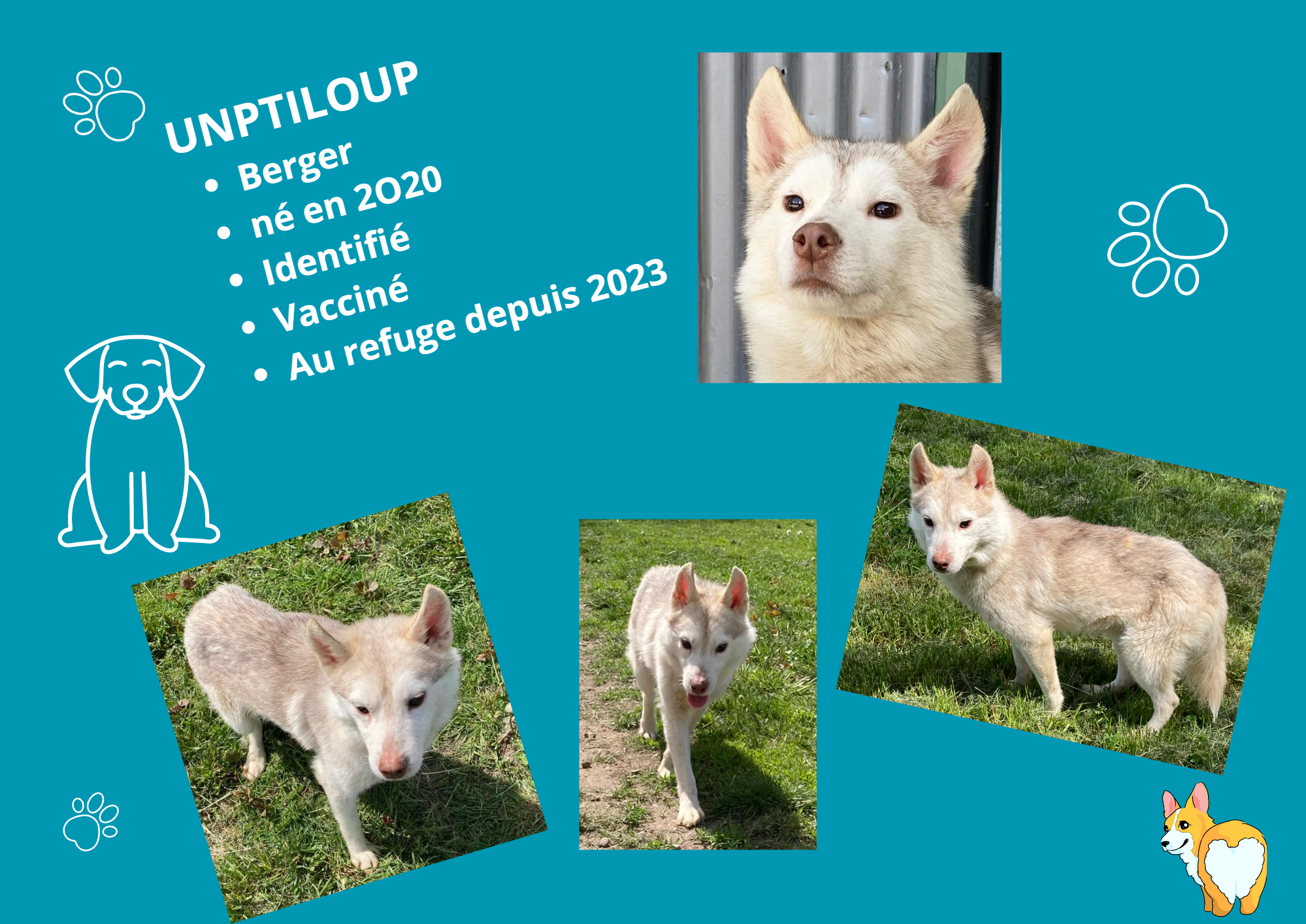 Modele chien male 297 210 mm 