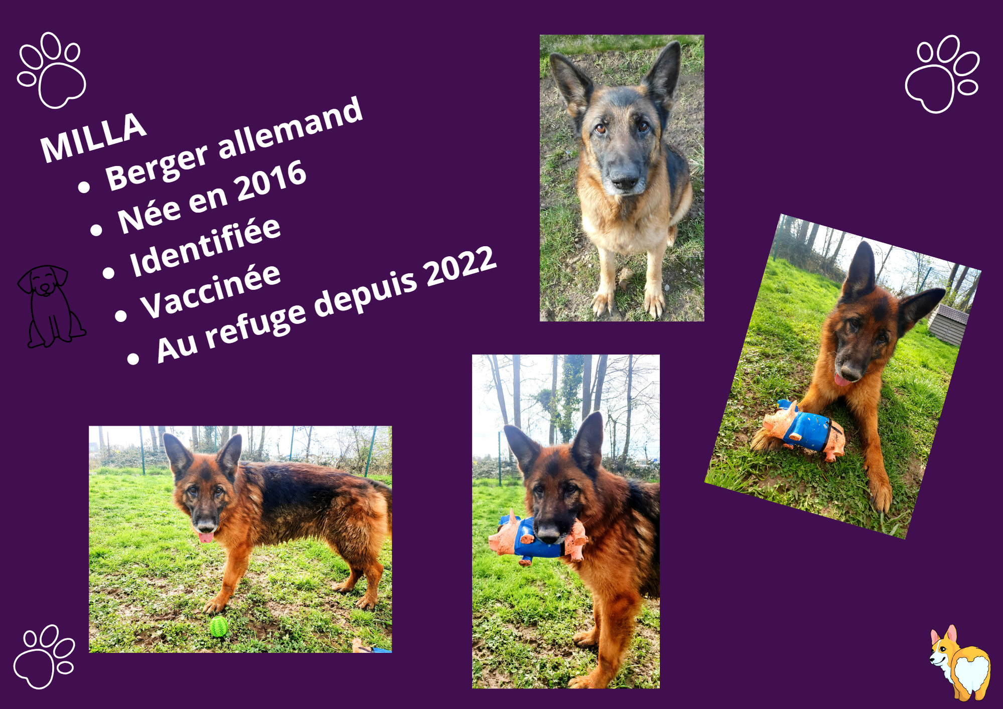 Modele chien femelle 297 210 mm 210 297 mm 297 210 mm 