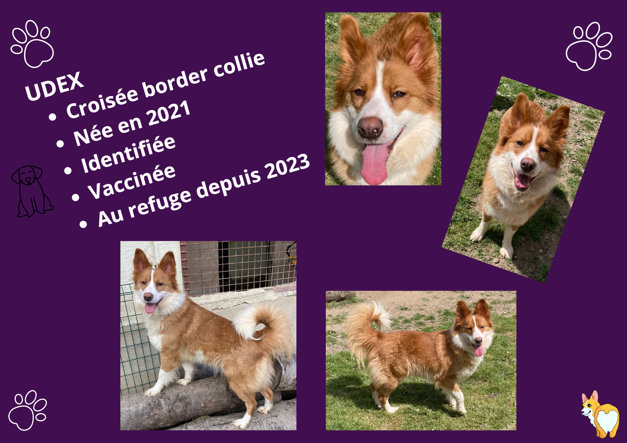 Modele chien femelle 297 210 mm 210 297 mm 297 210 mm 
