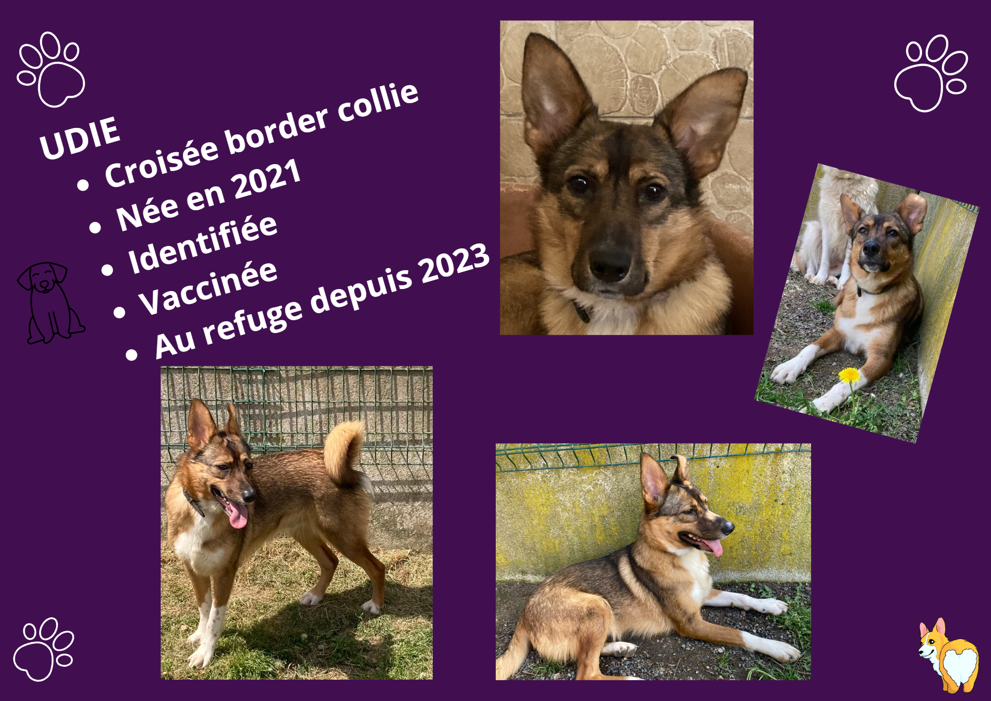 Modele chien femelle 297 210 mm 210 297 mm 297 210 mm 