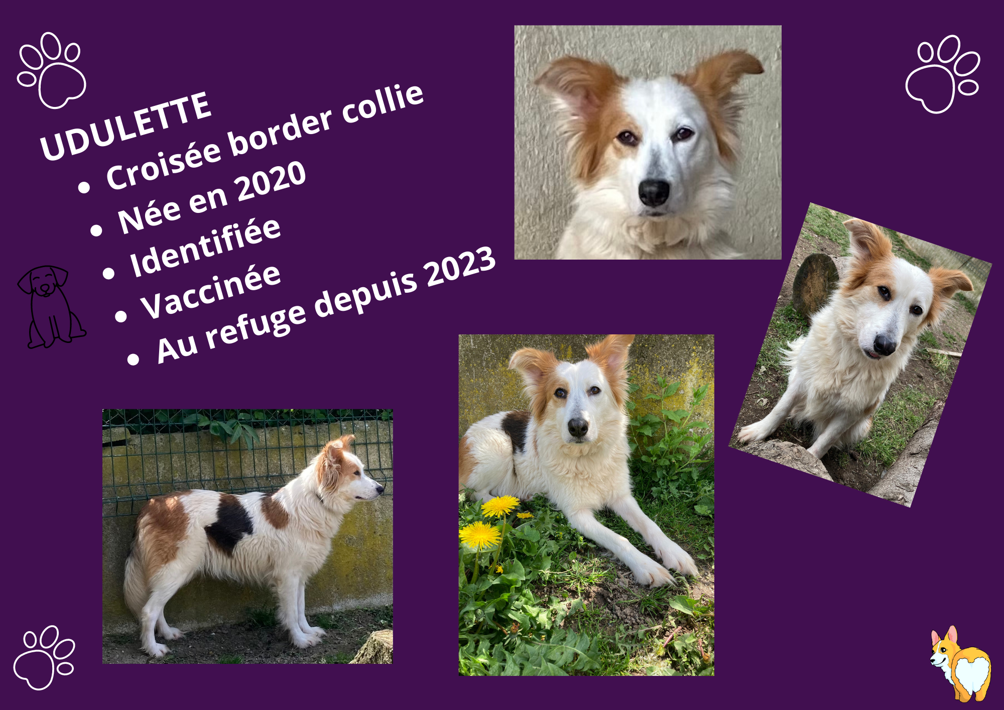 Modele chien femelle 297 210 mm 210 297 mm 297 210 mm 