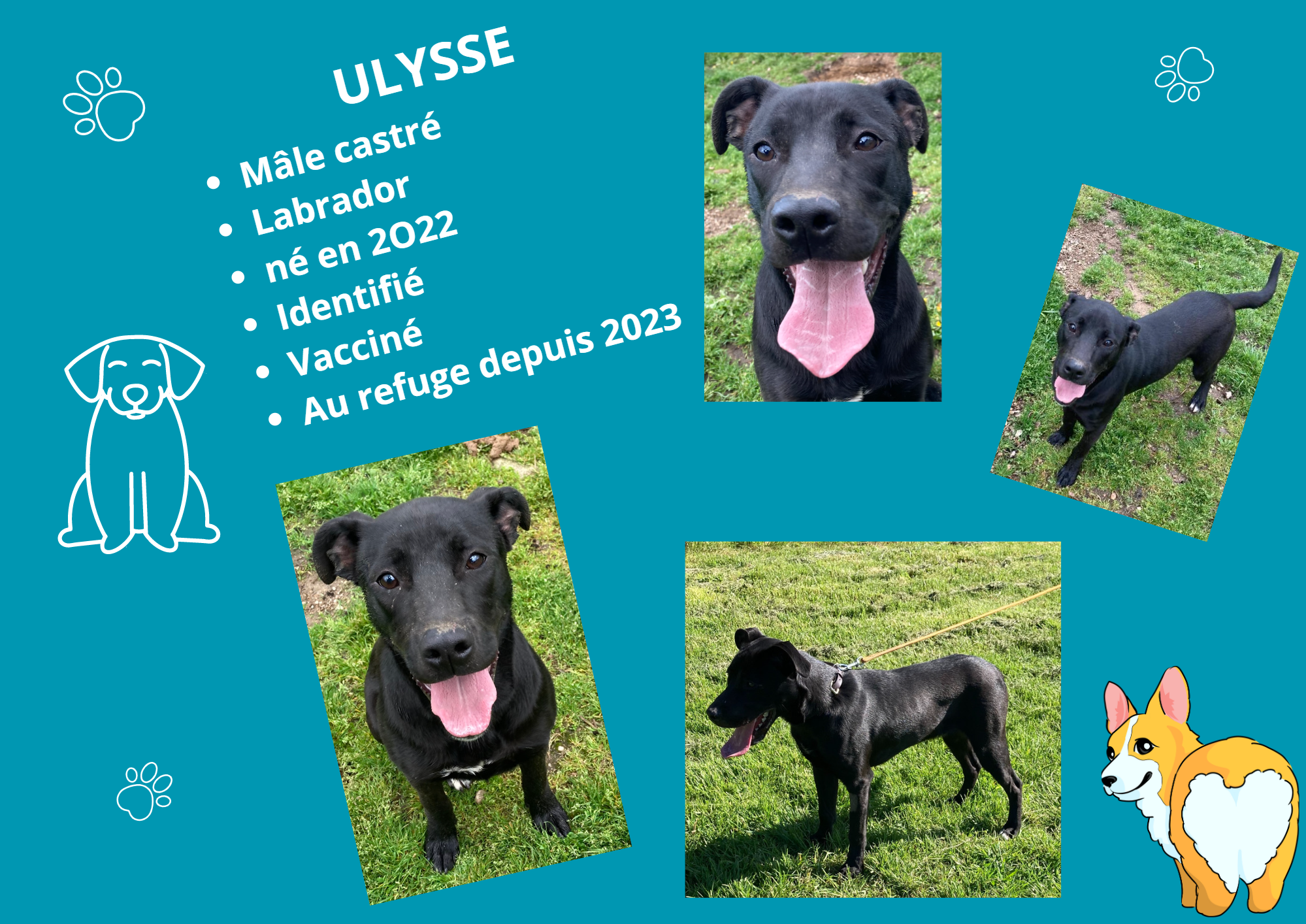 Modele chien male 297 210 mm 