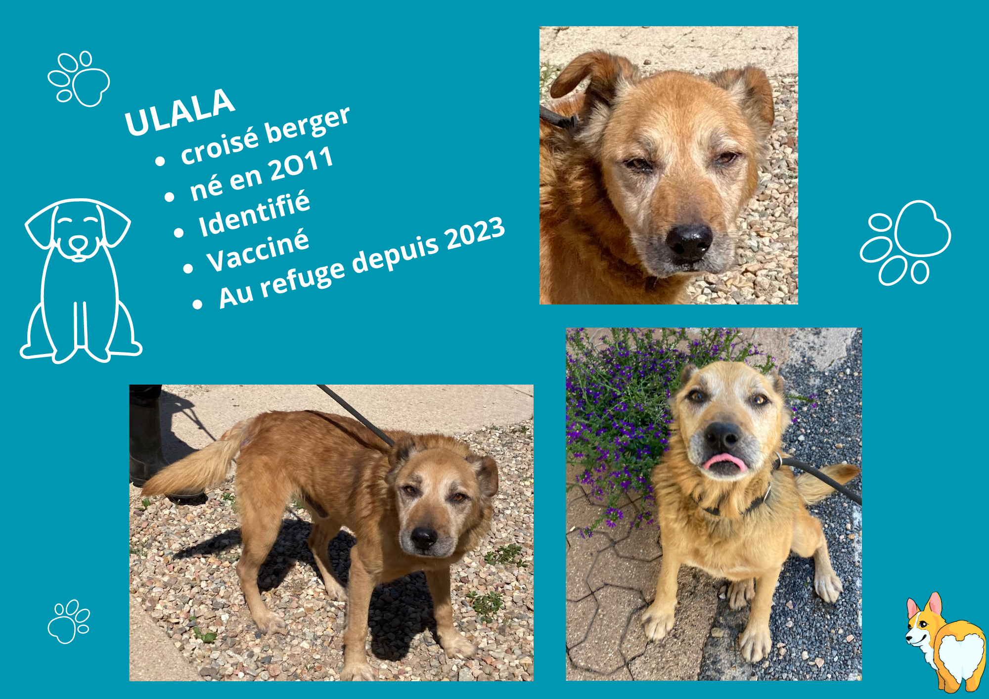 Modele chien male 297 210 mm 