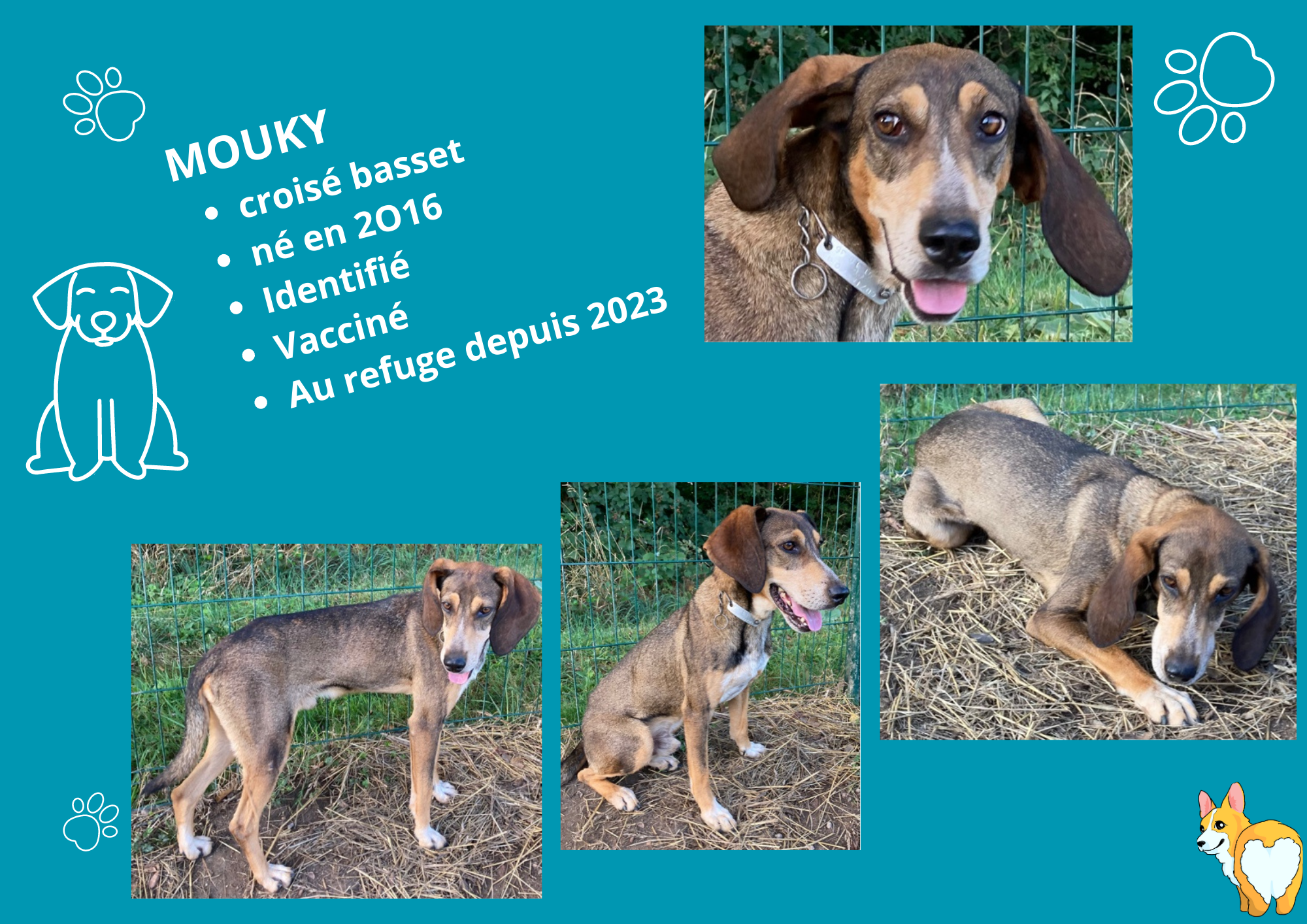 Modele chien male 297 210 mm 