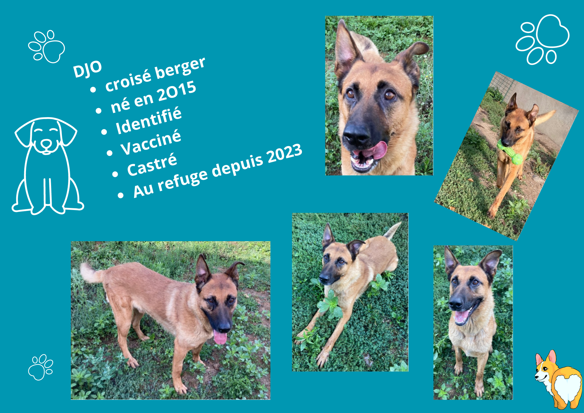 Modele chien male 297 210 mm 