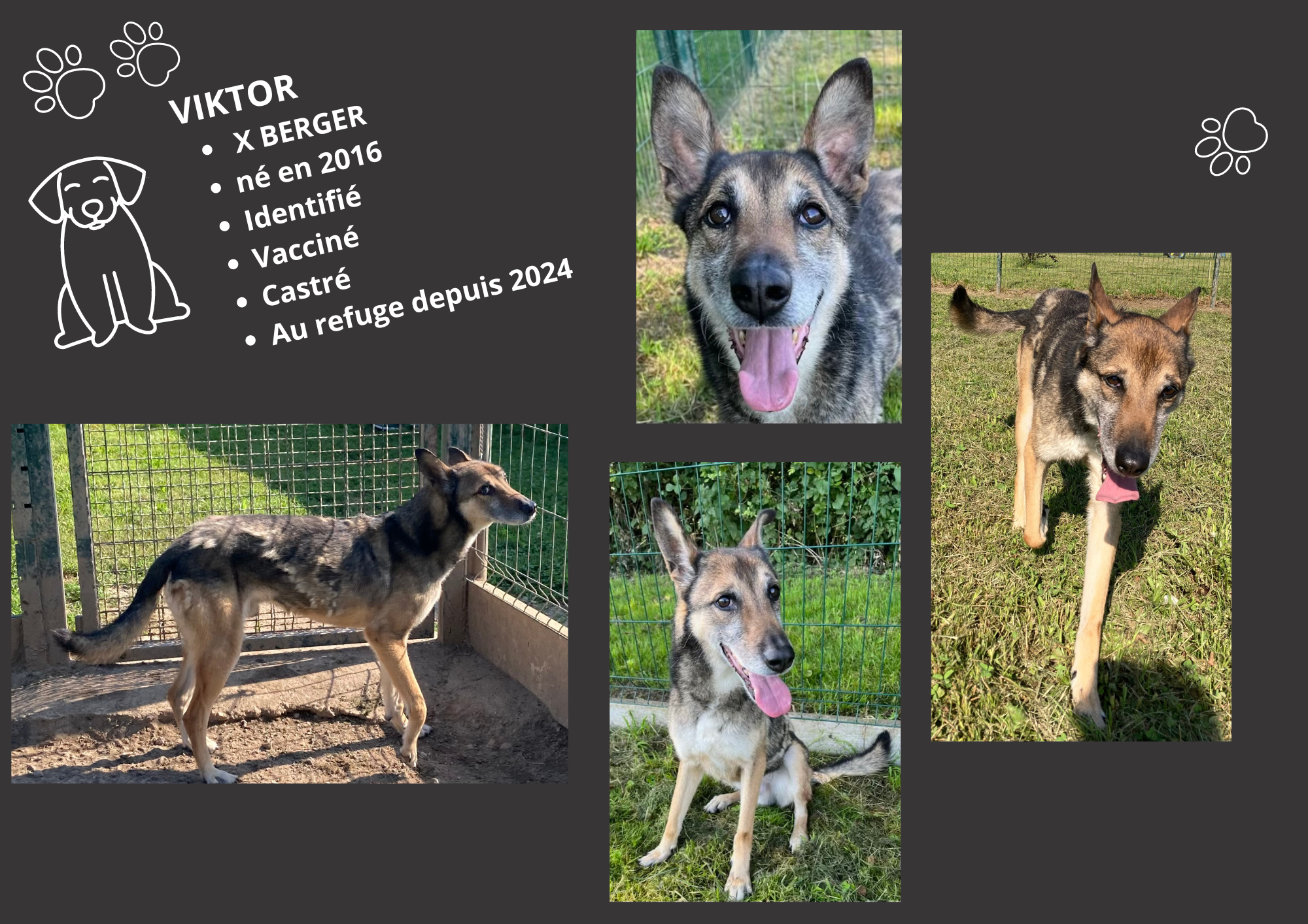 Modele chien male 297 210 mm 25 