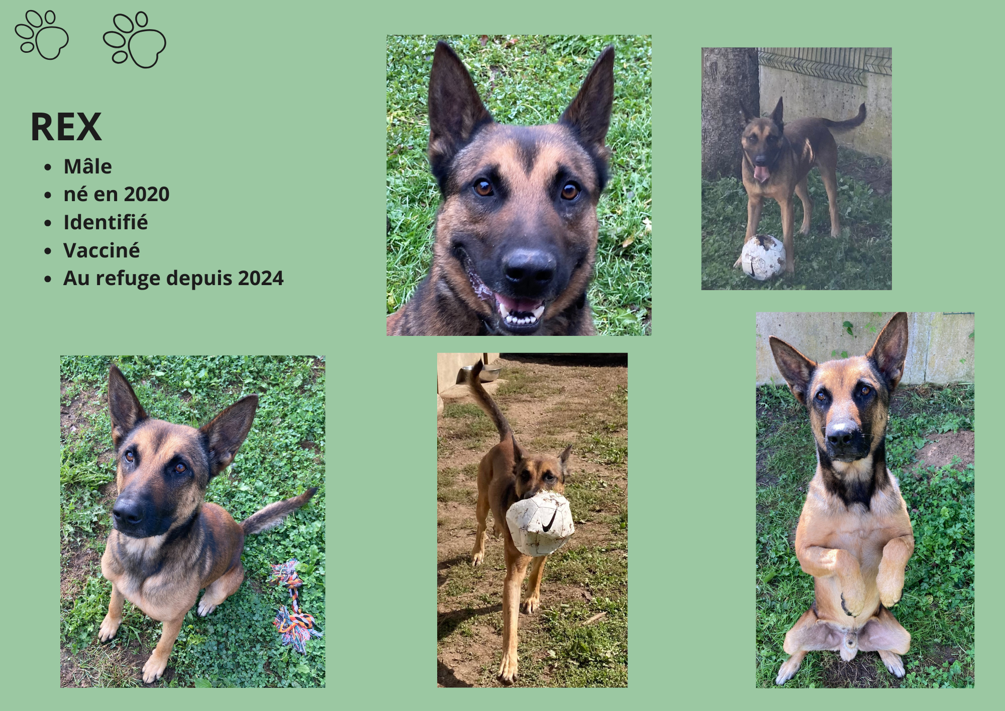Modele chien male 297 210 mm 45 