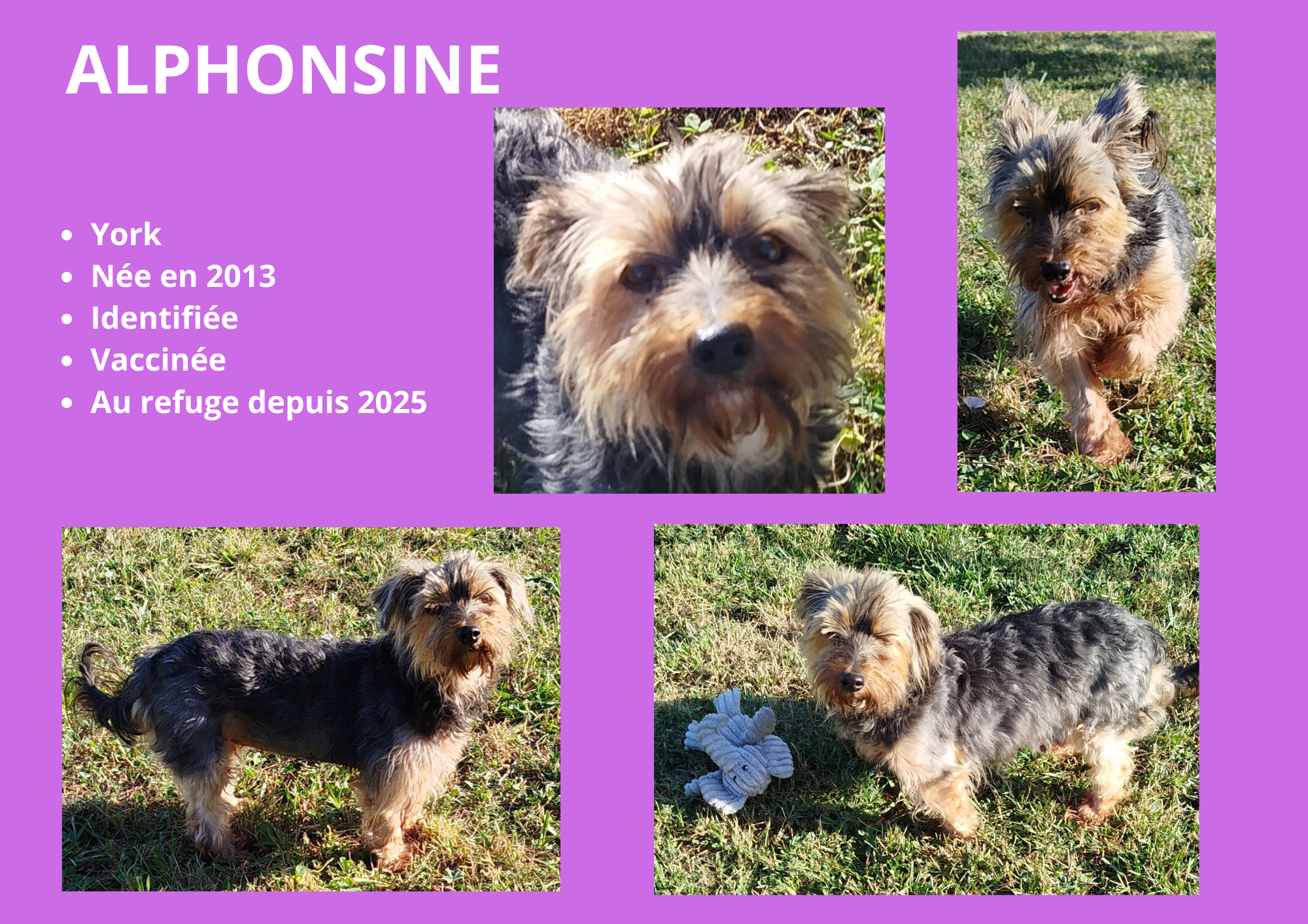 Modele chien femelle 297 210 mm 210 297 mm 297 210 mm 1 
