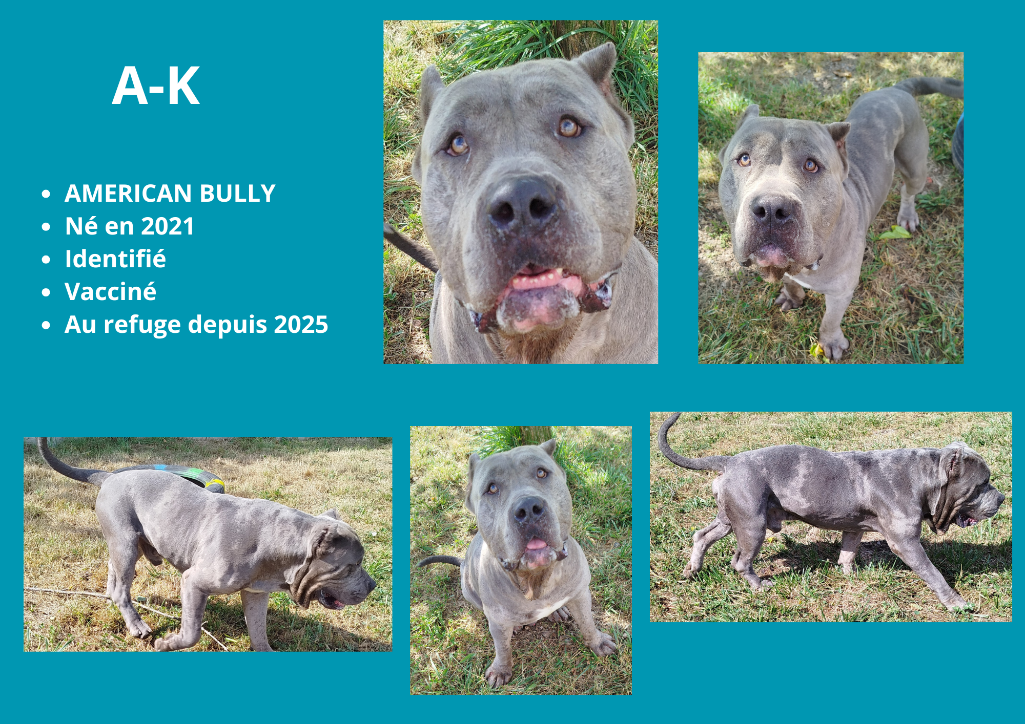 Modele chien femelle 297 210 mm 210 297 mm 297 210 mm 2 