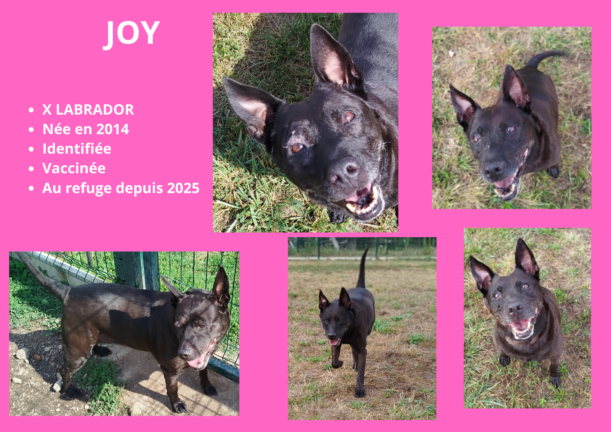 Modele chien femelle 297 210 mm 210 297 mm 297 210 mm 