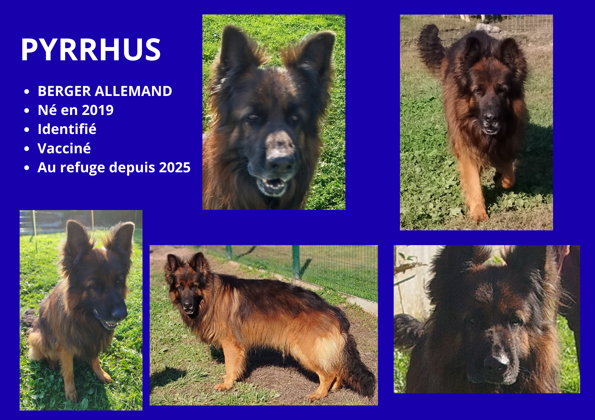 Modele chien femelle 297 210 mm 210 297 mm 297 210 mm 11 