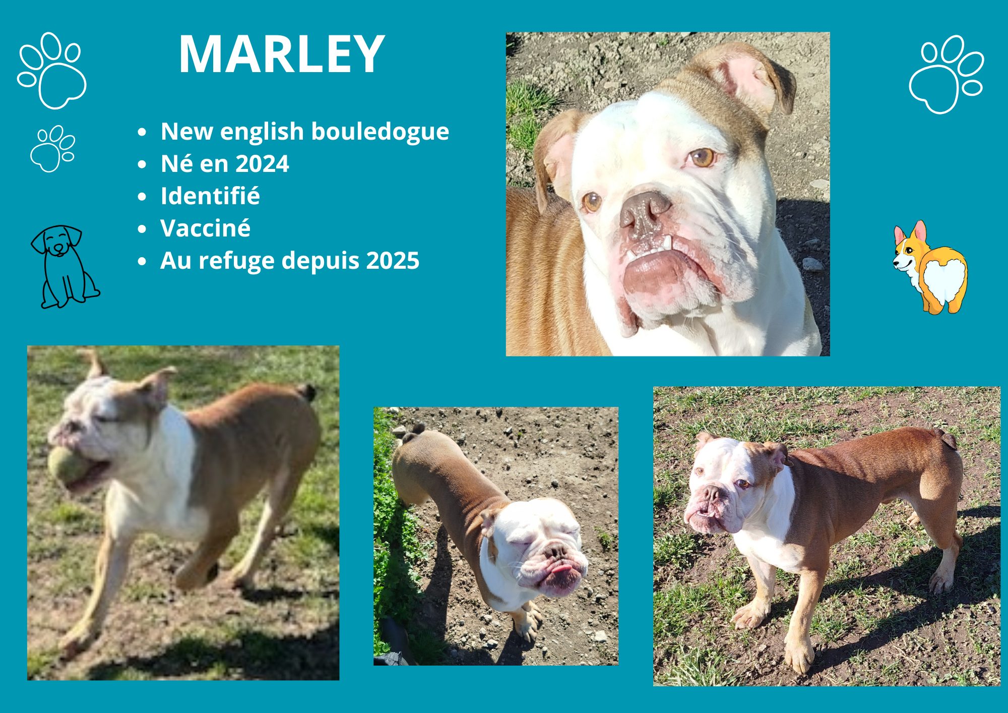 Modele chien femelle 297 210 mm 210 297 mm 297 210 mm 10 